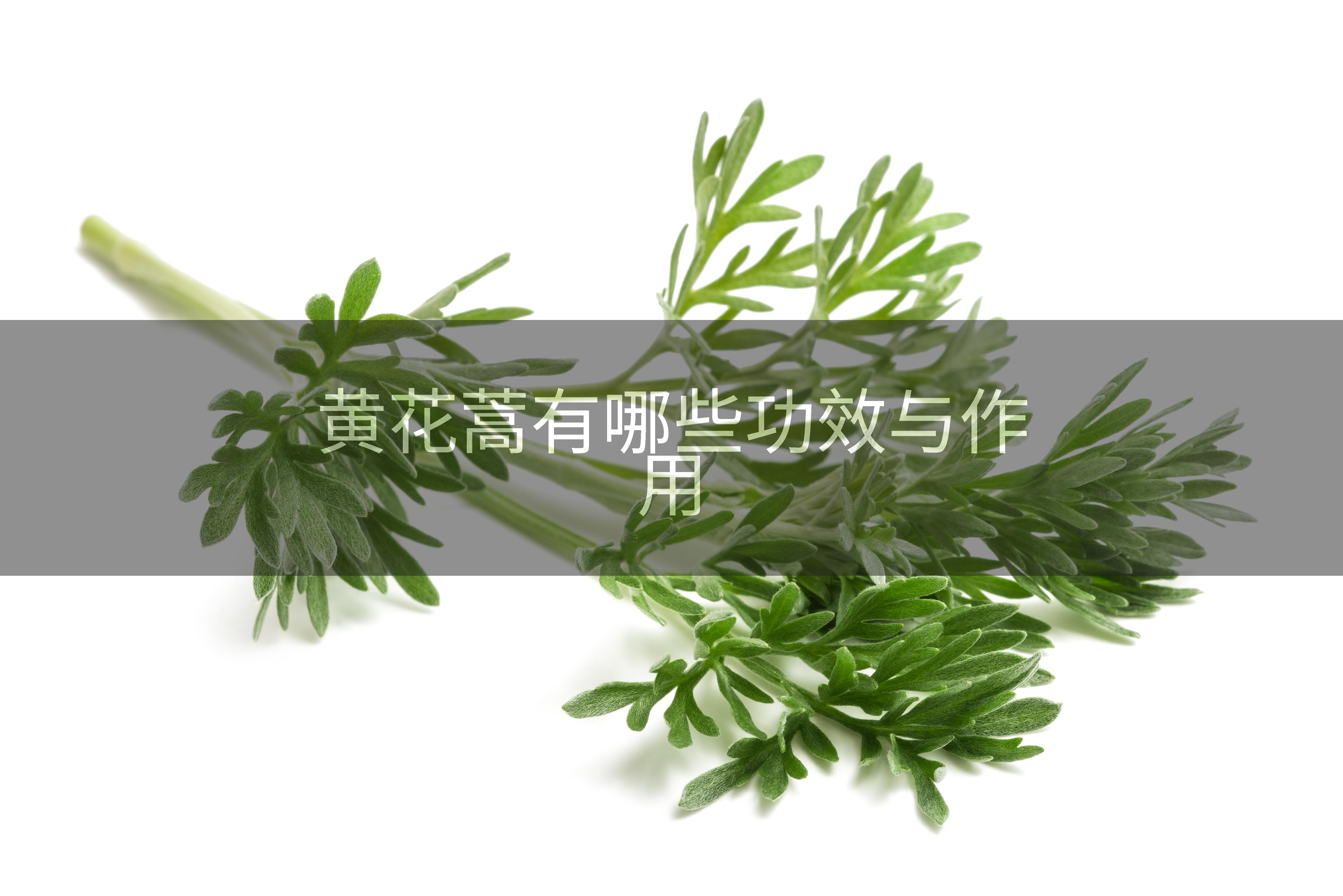 黄花蒿有哪些功效与作用