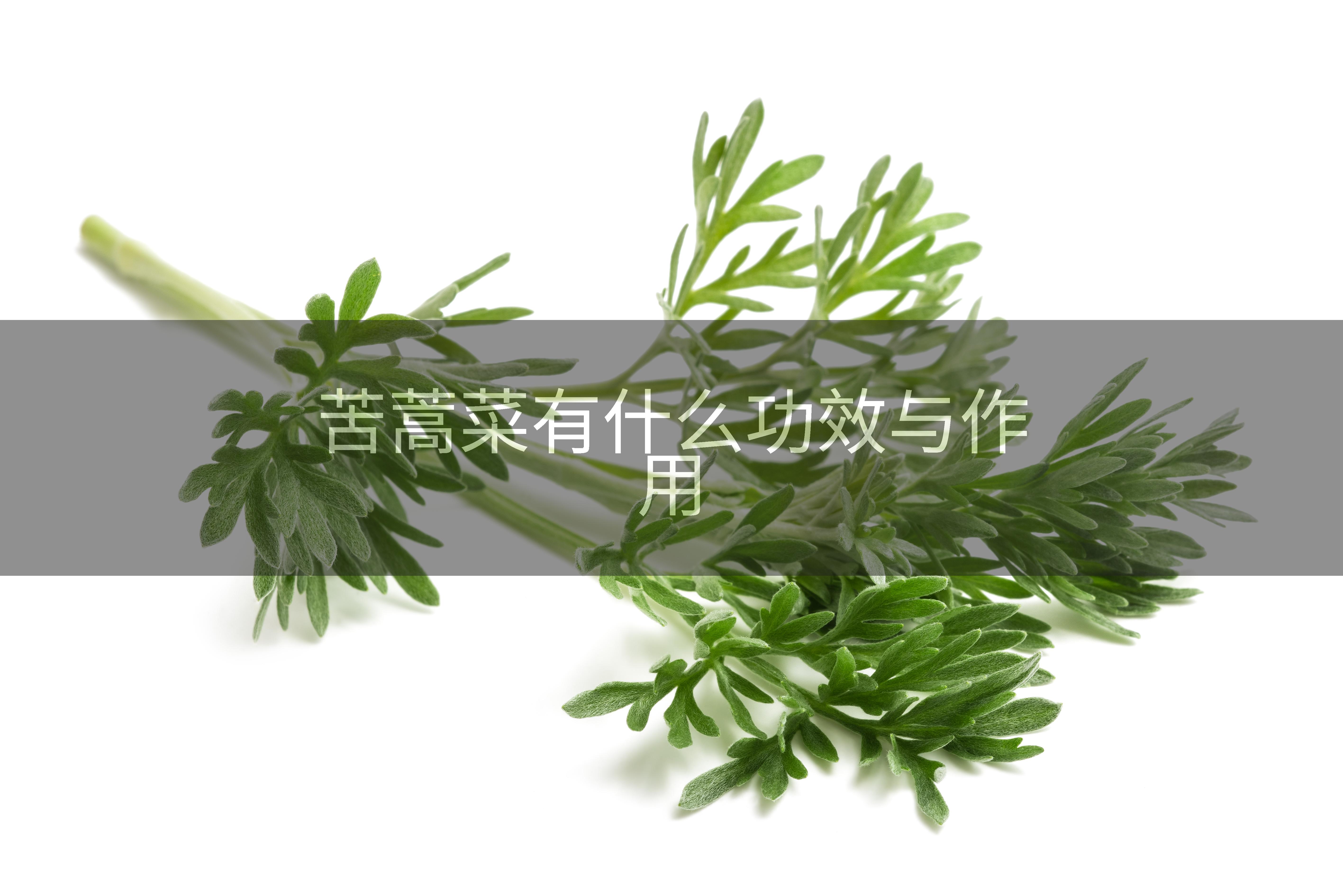 苦蒿菜有什么功效与作用