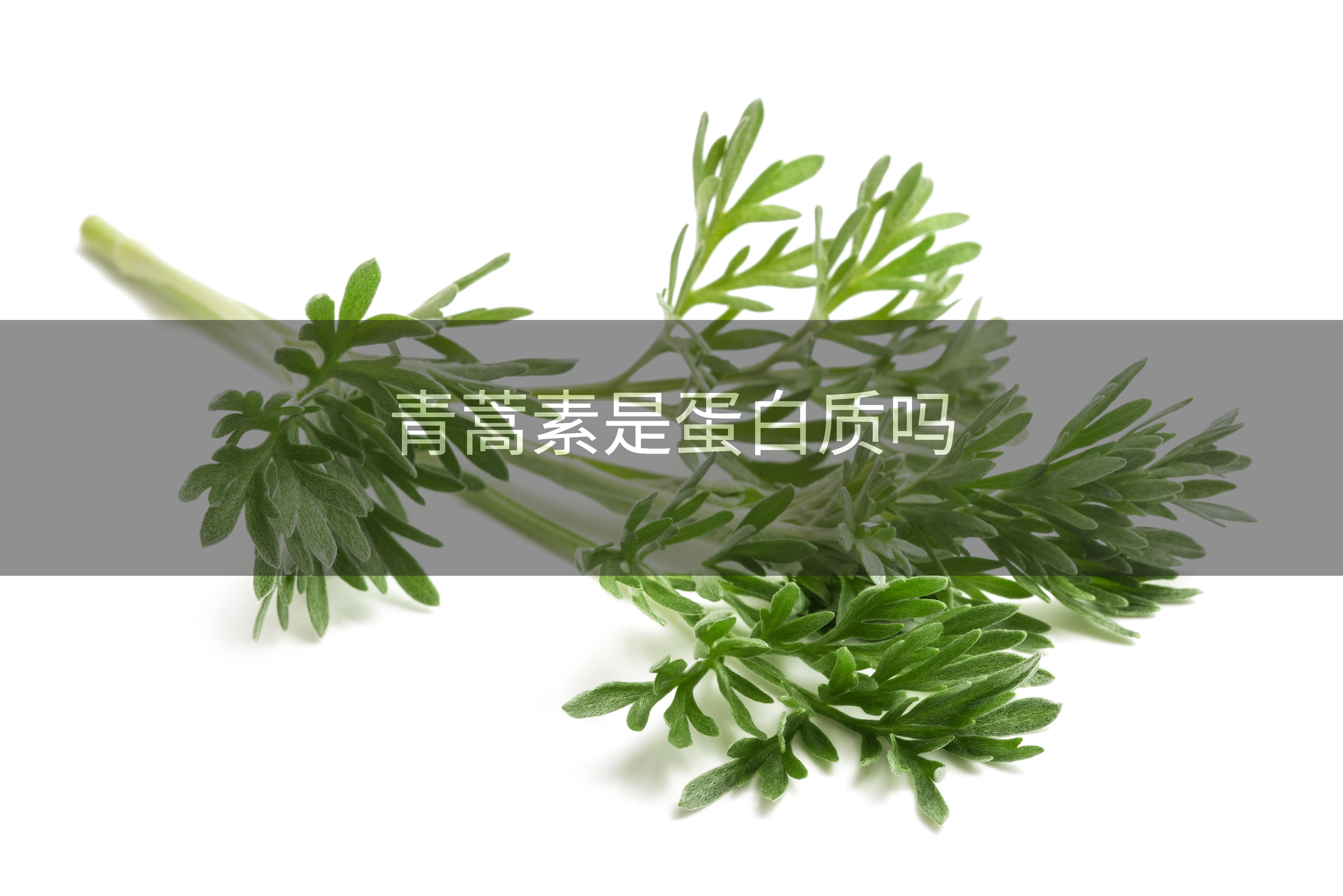 青蒿素是蛋白质吗
