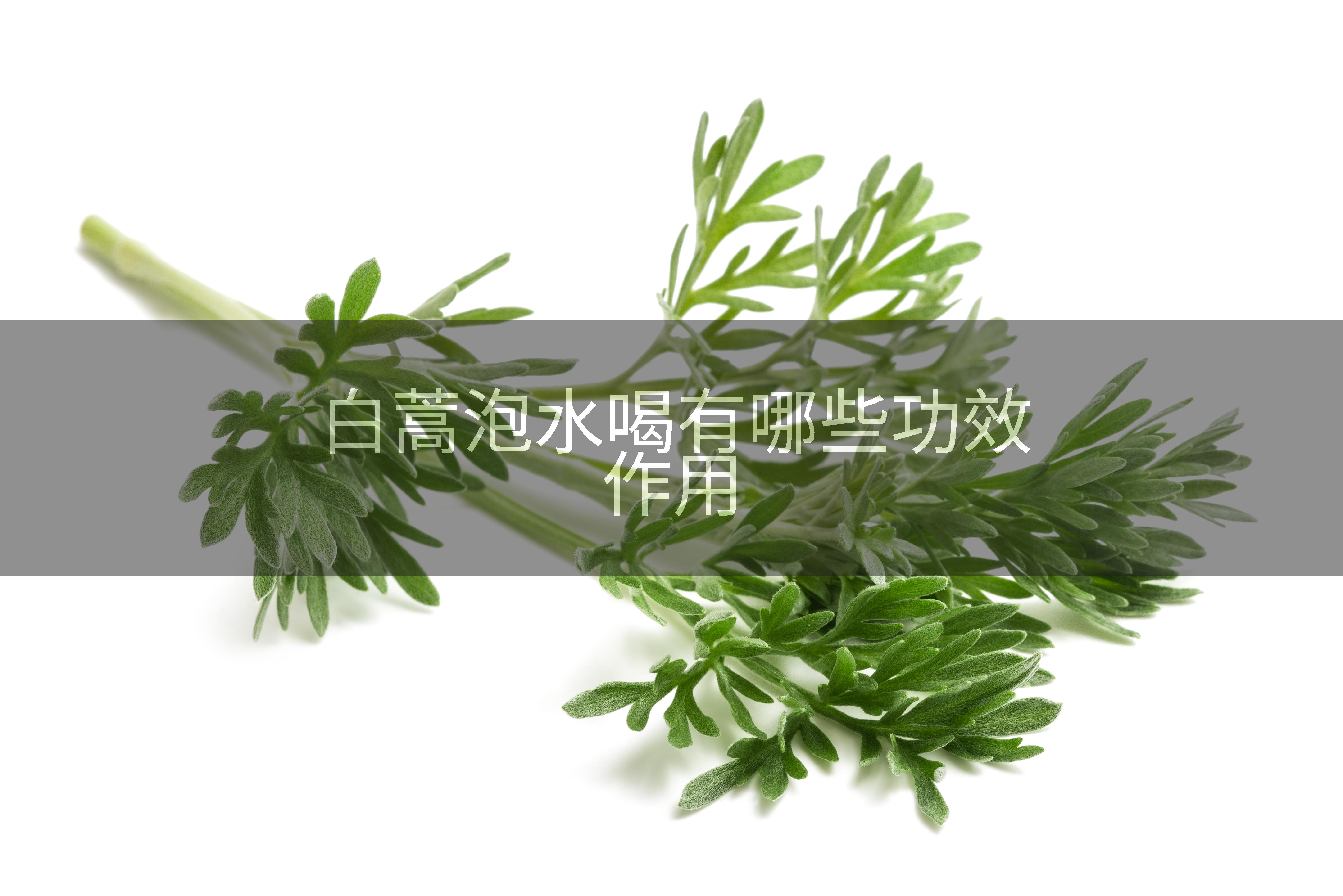 白蒿泡水喝有哪些功效作用