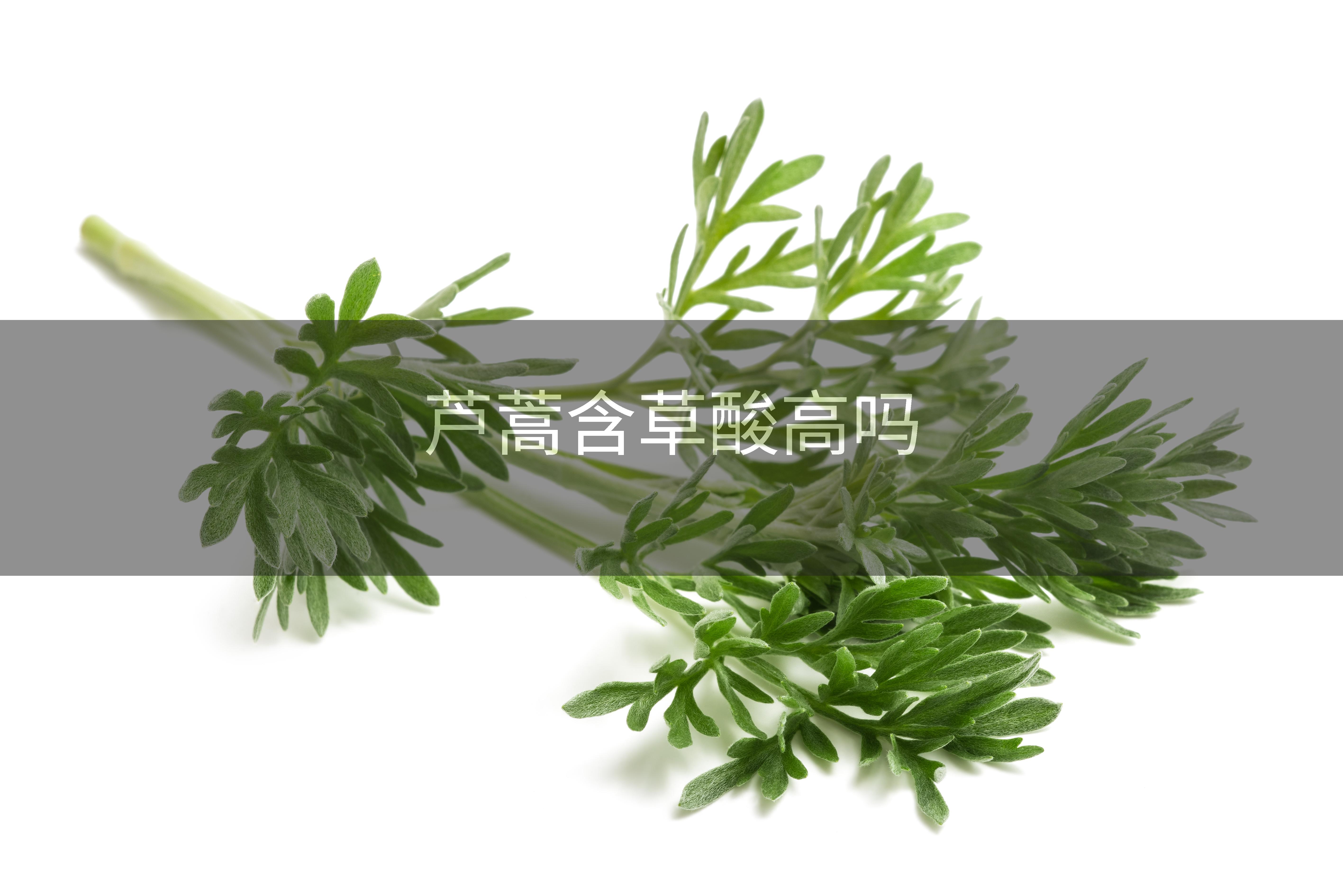 芦蒿含草酸高吗