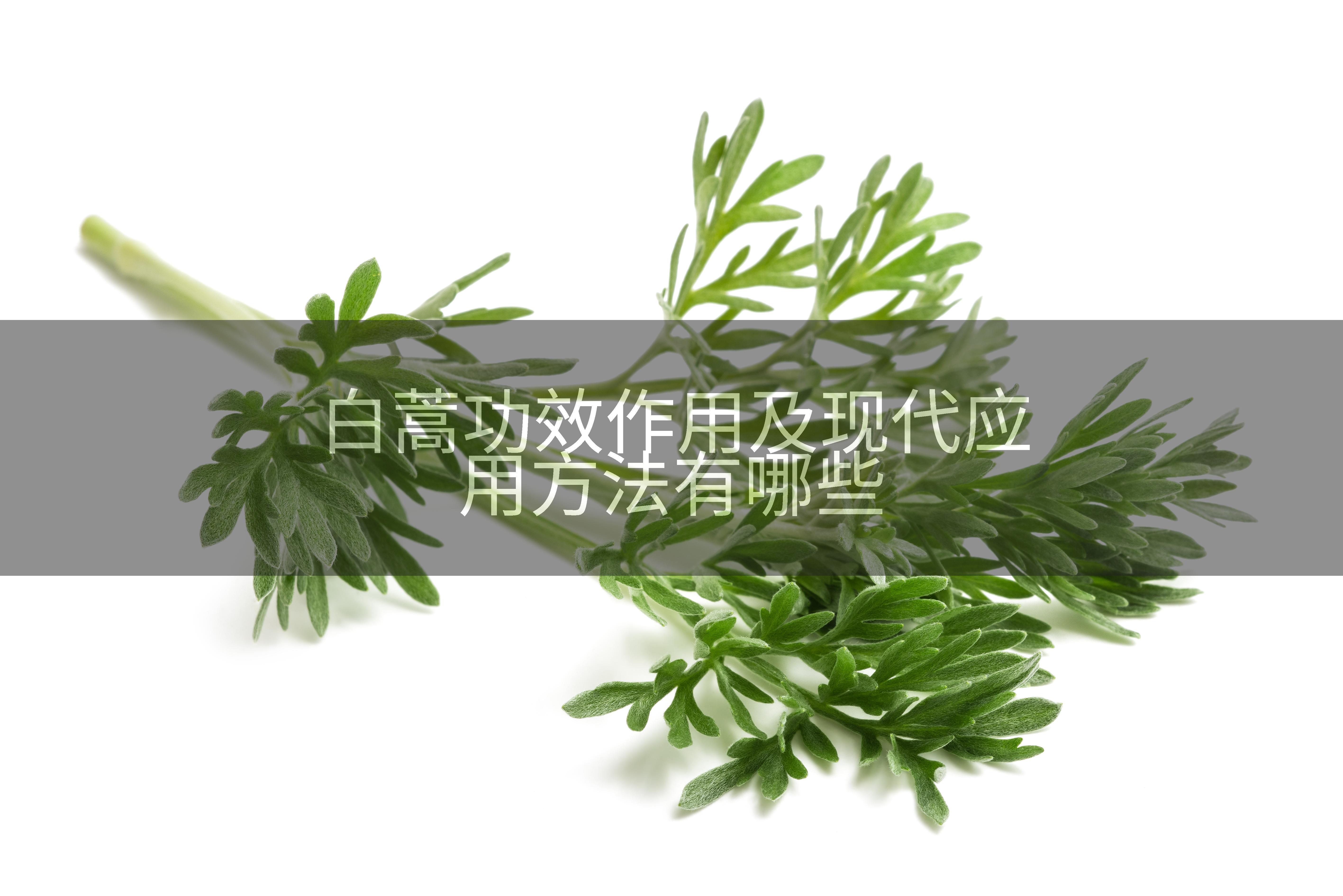 白蒿功效作用及现代应用方法有哪些