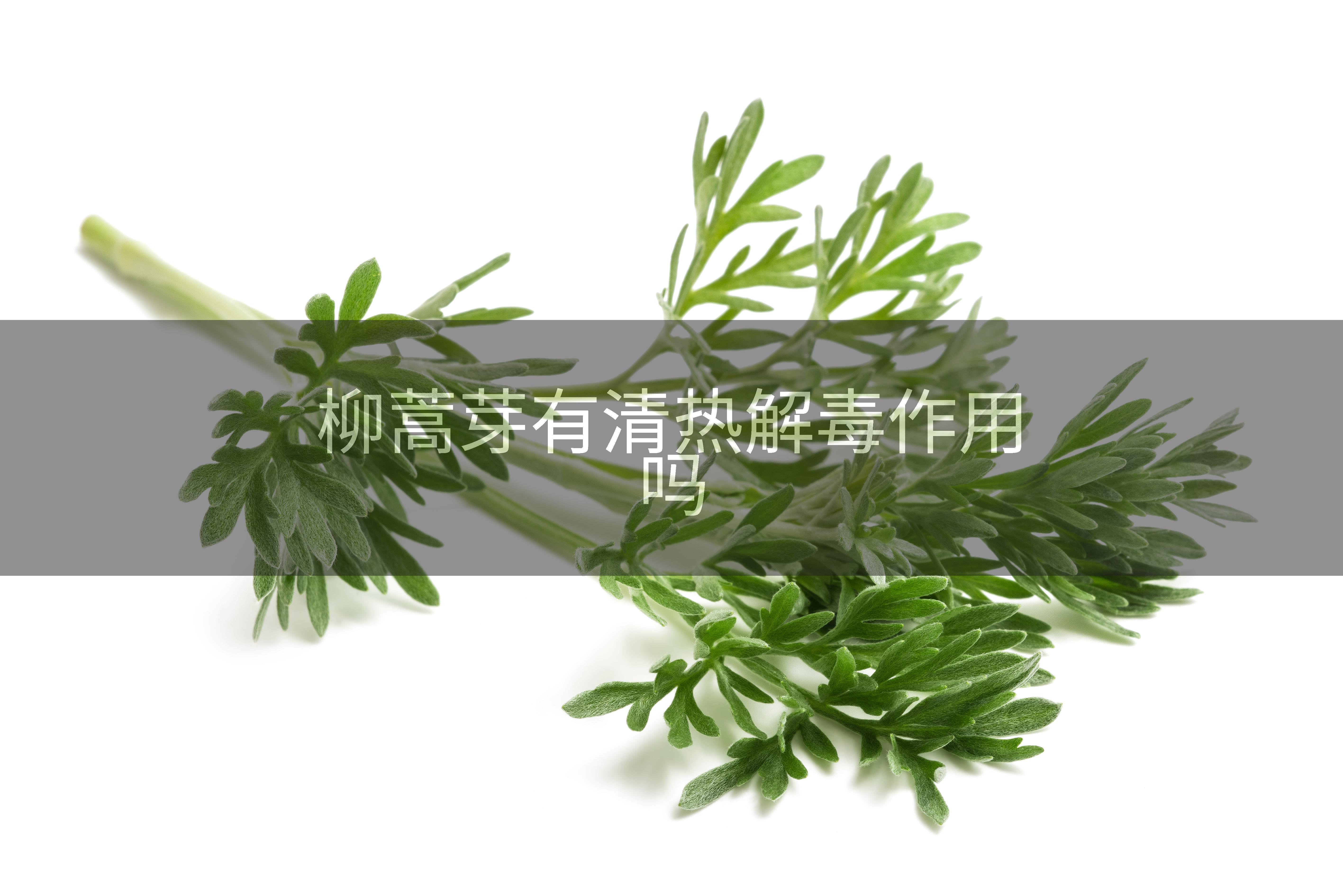 柳蒿芽有清热解毒作用吗