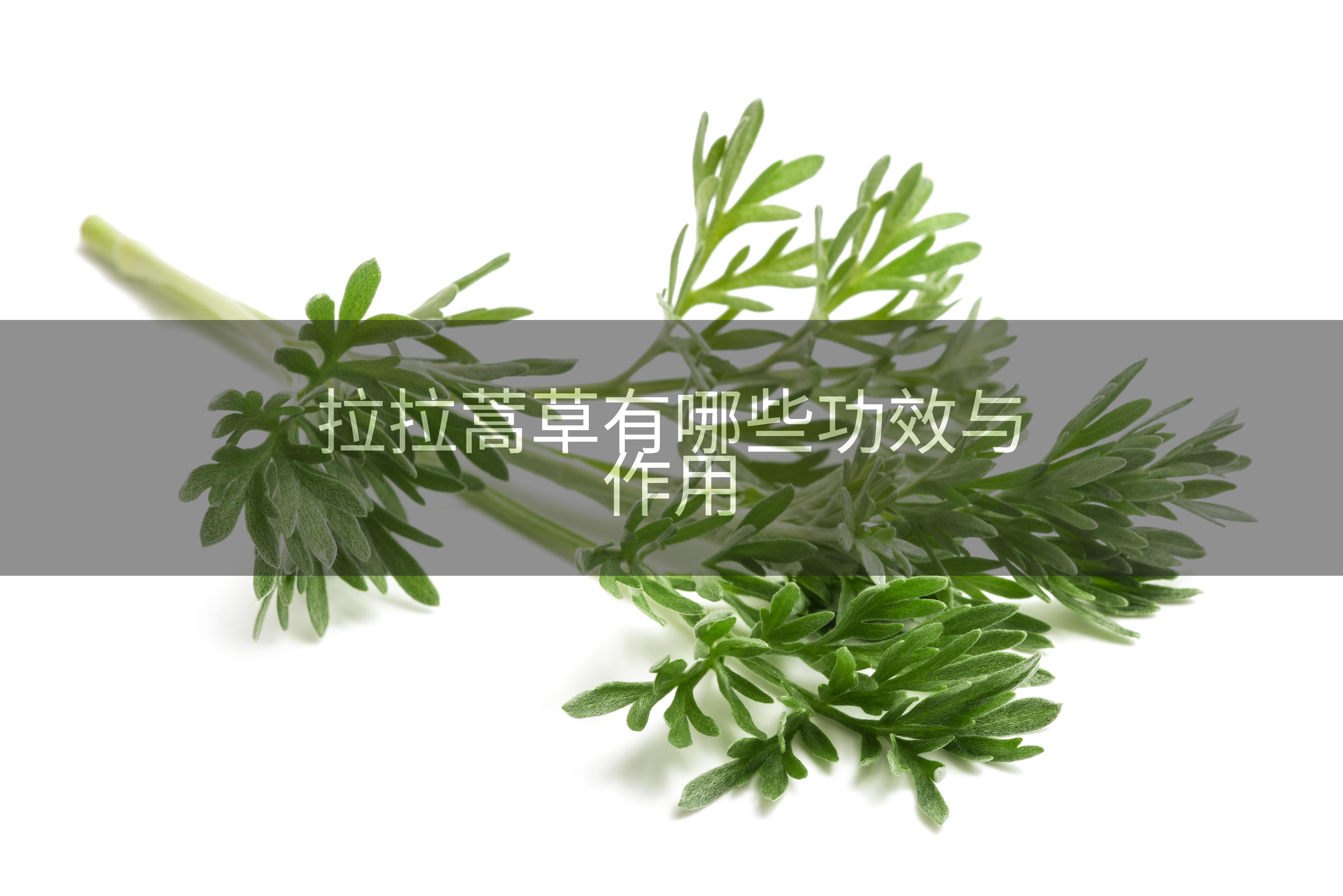 拉拉蒿草有哪些功效与作用