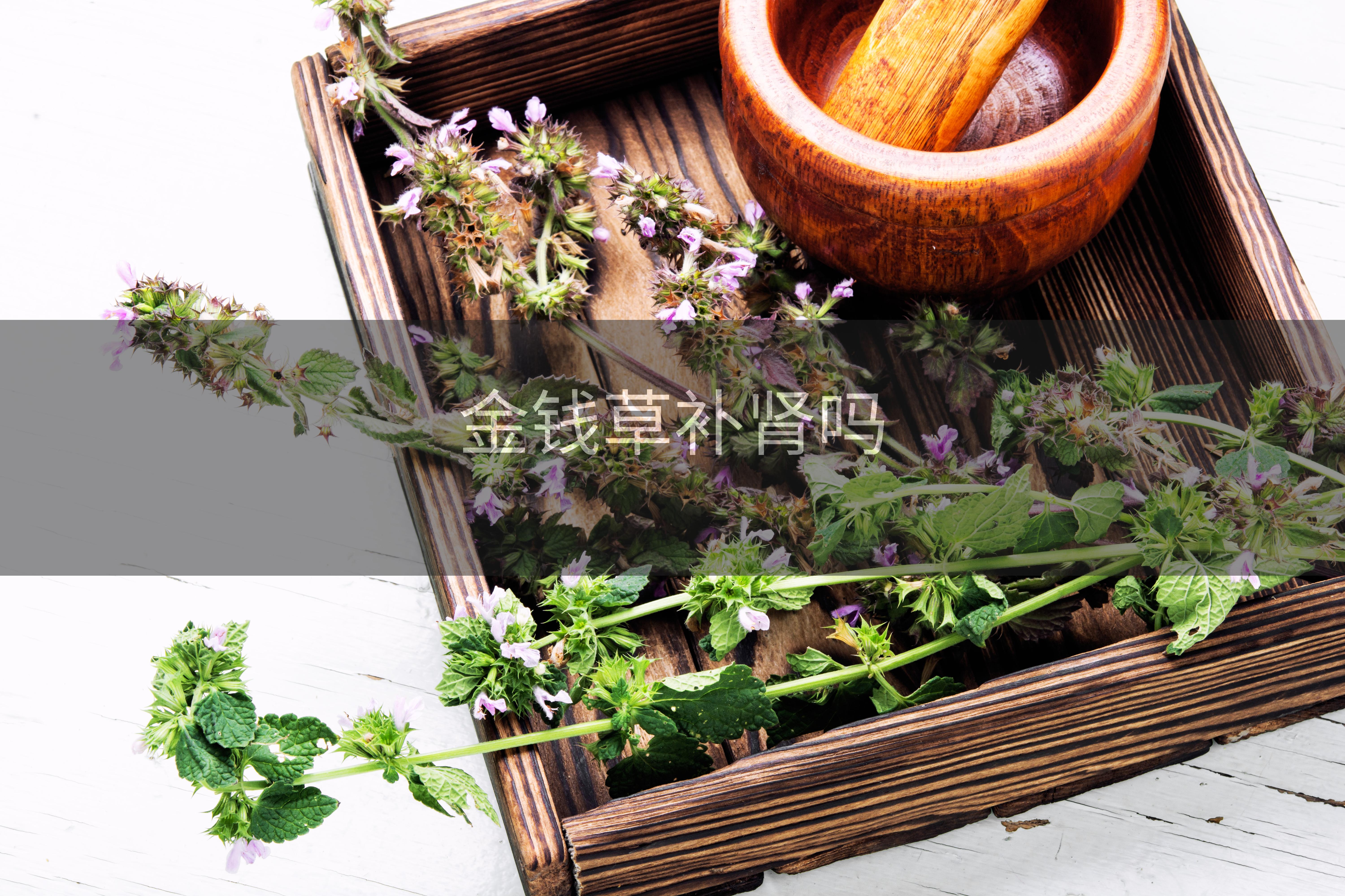 金钱草补肾吗