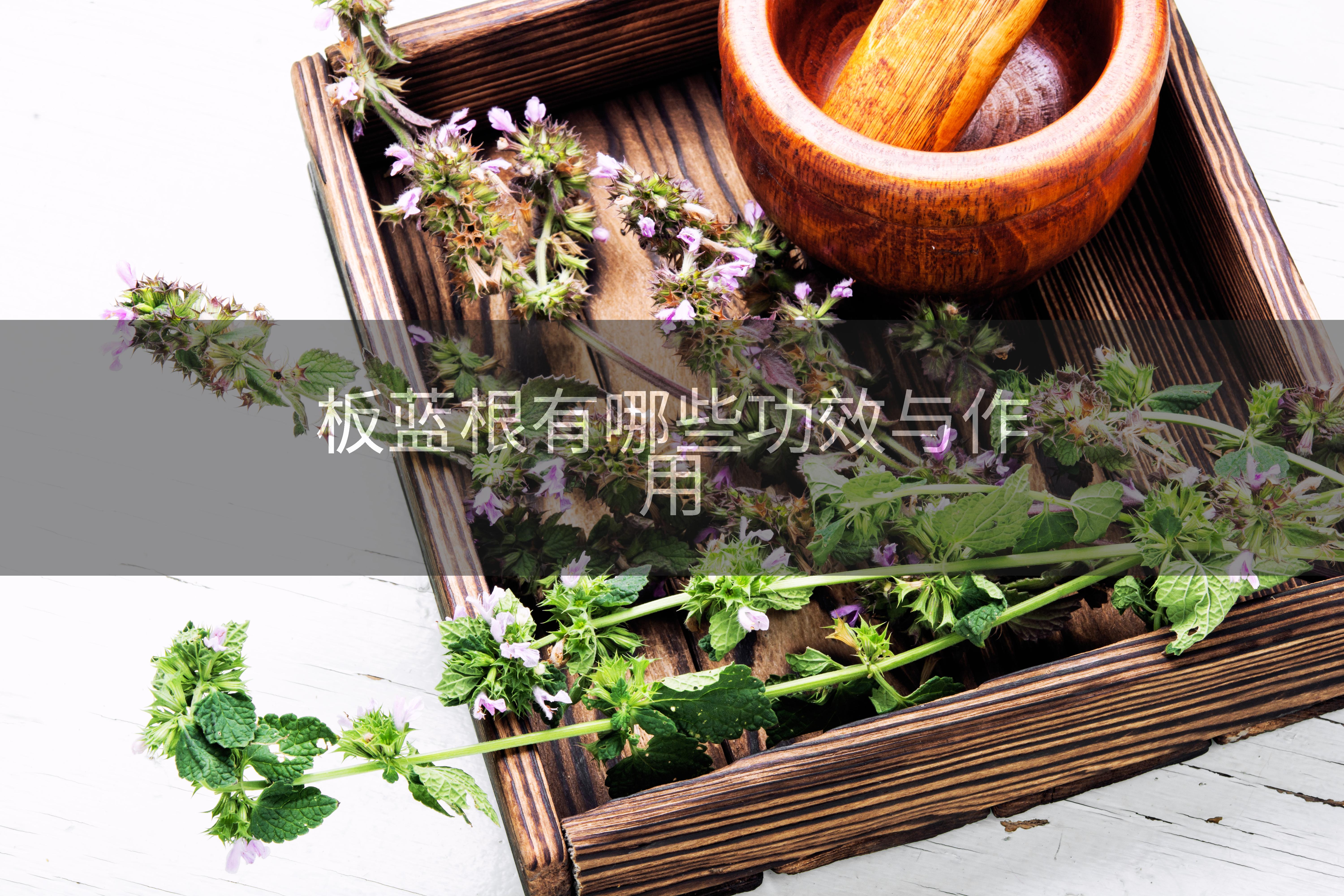 板蓝根有哪些功效与作用