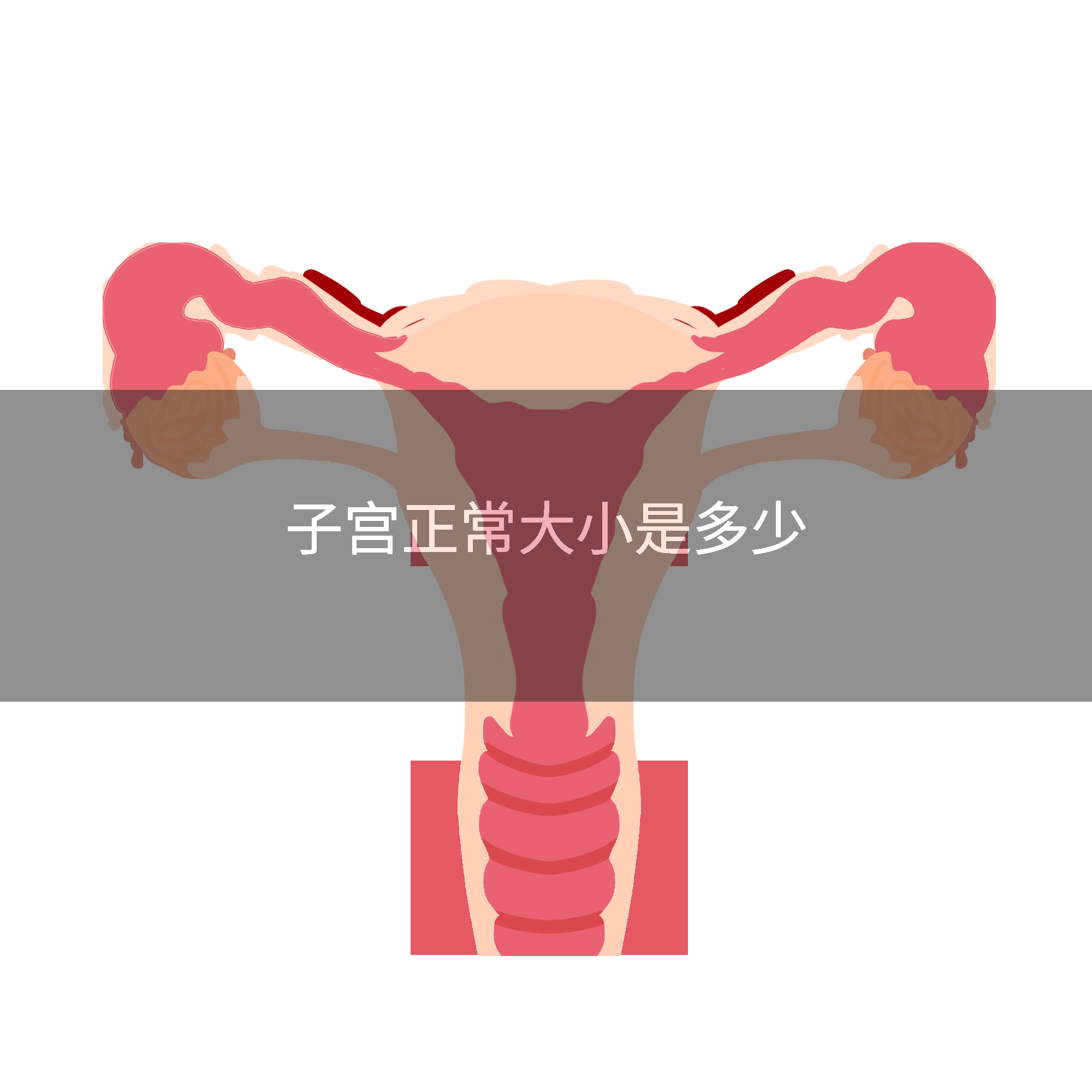 子宫正常大小是多少