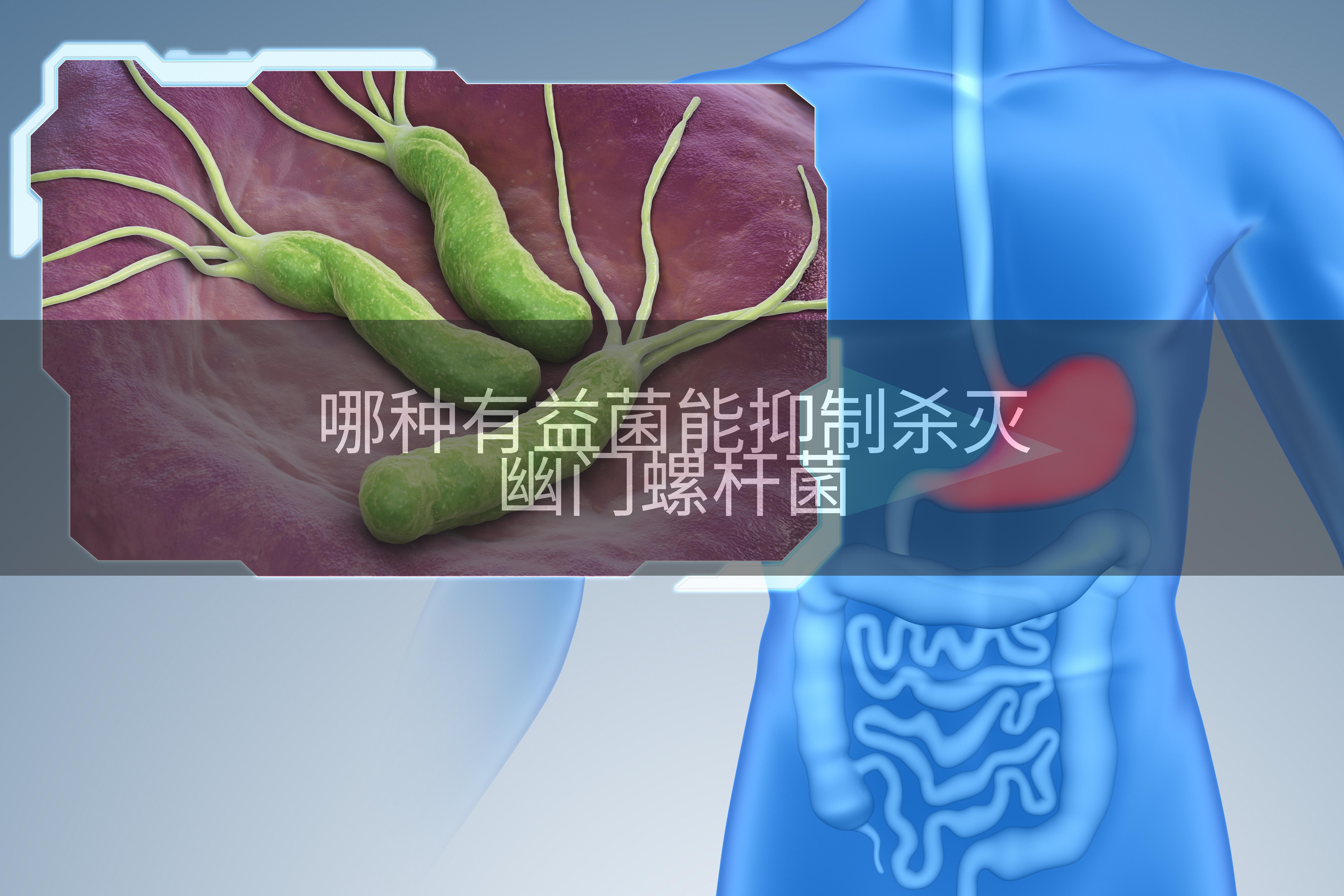 哪种有益菌能抑制杀灭幽门螺杆菌