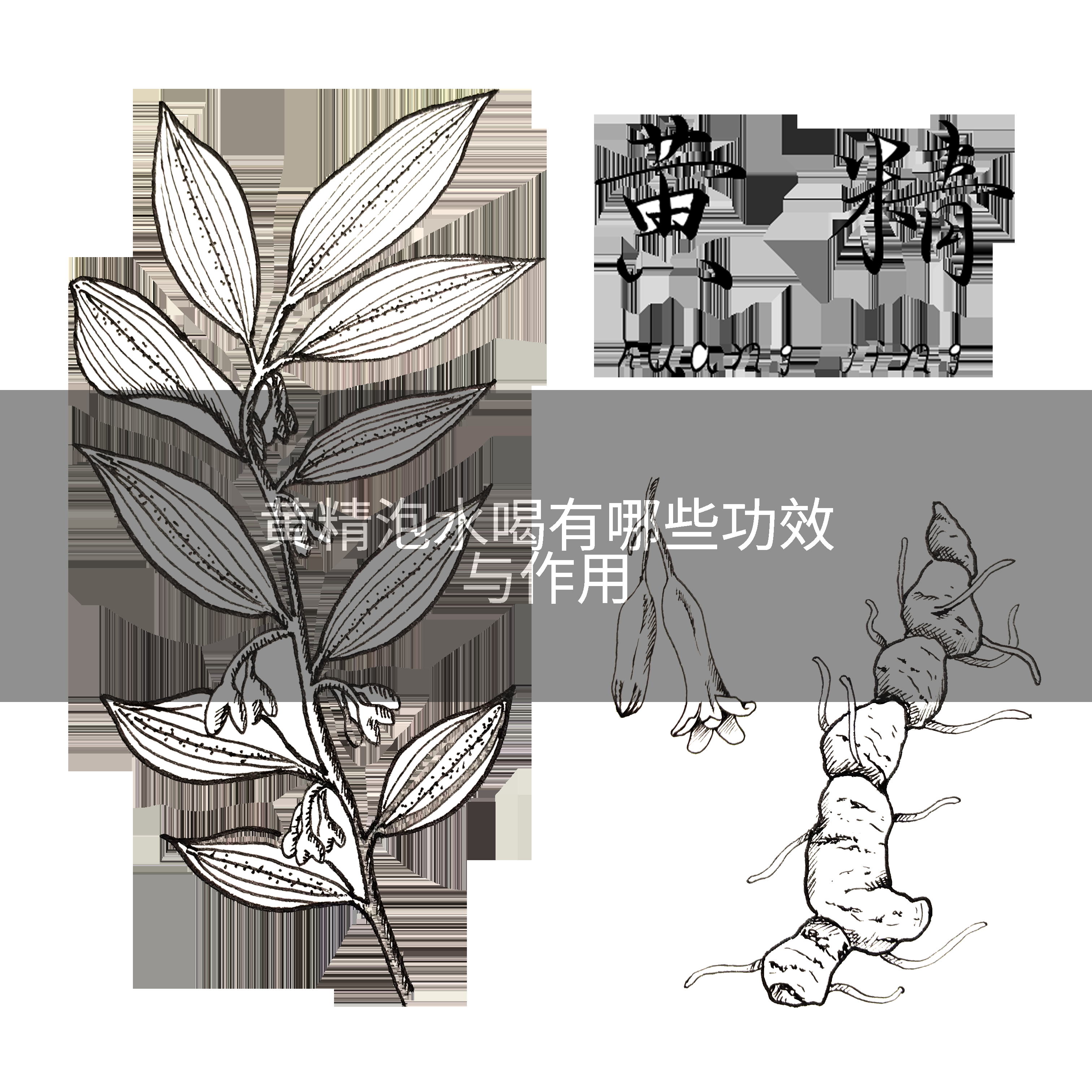 黄精泡水喝有哪些功效与作用