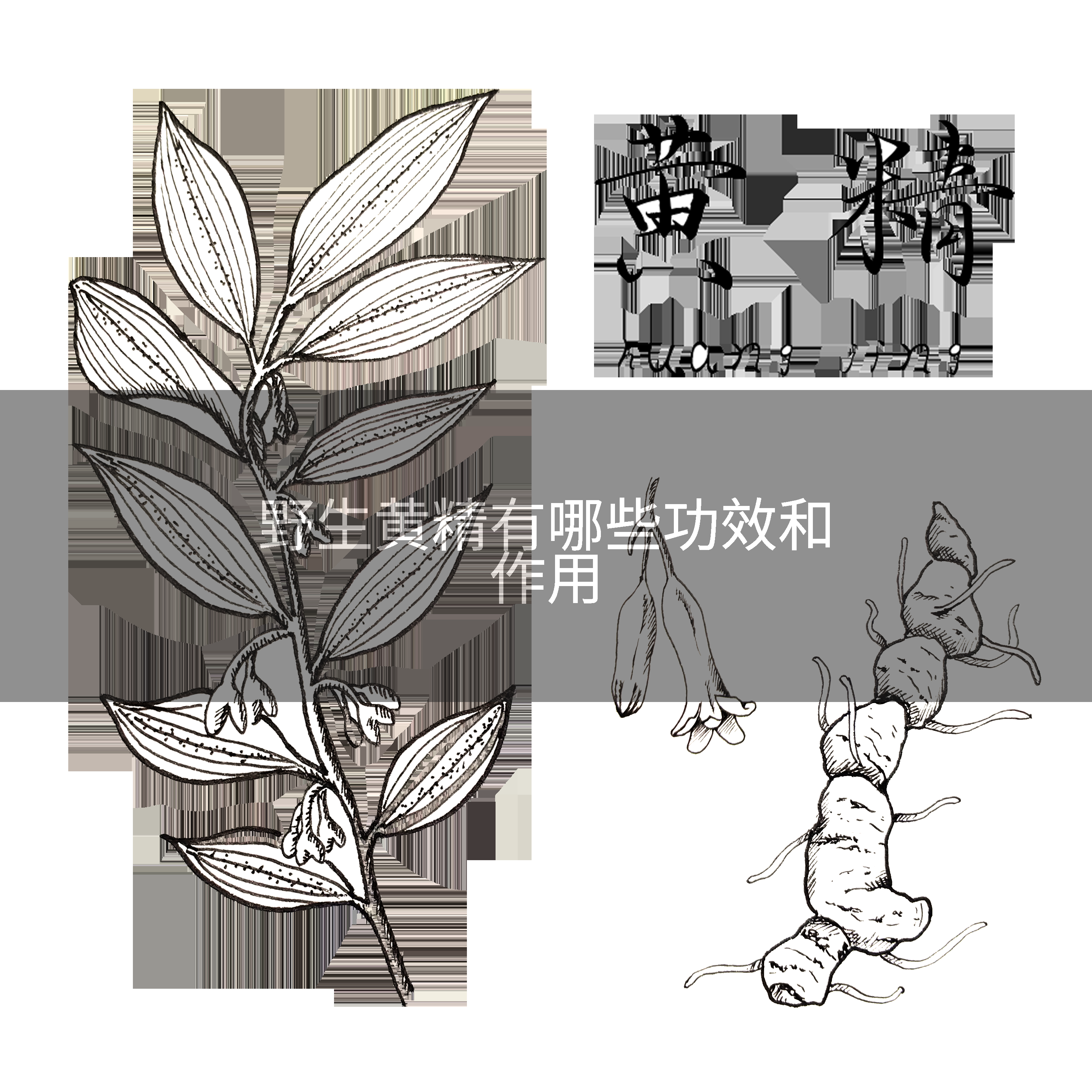 野生黄精有哪些功效和作用