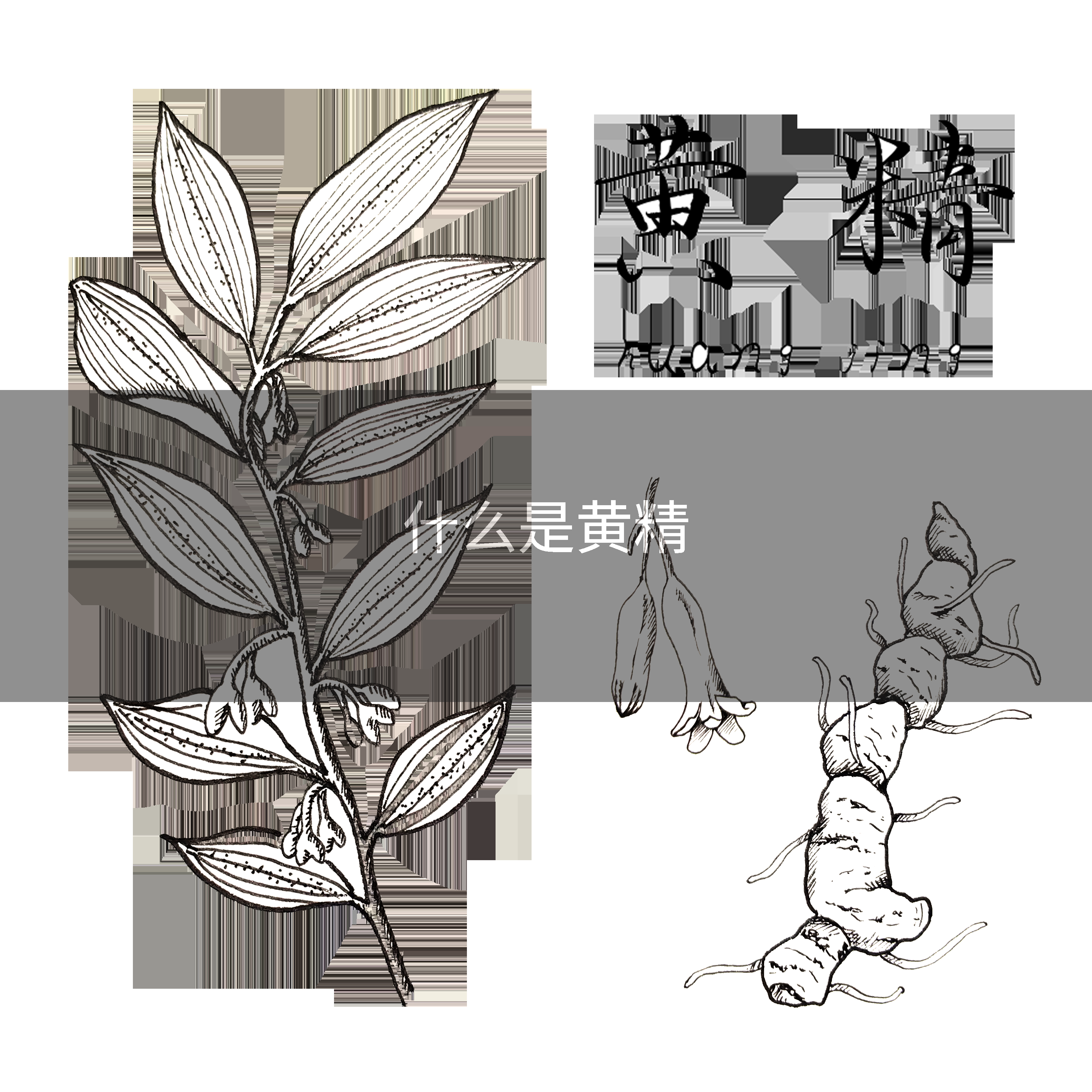 什么是黄精