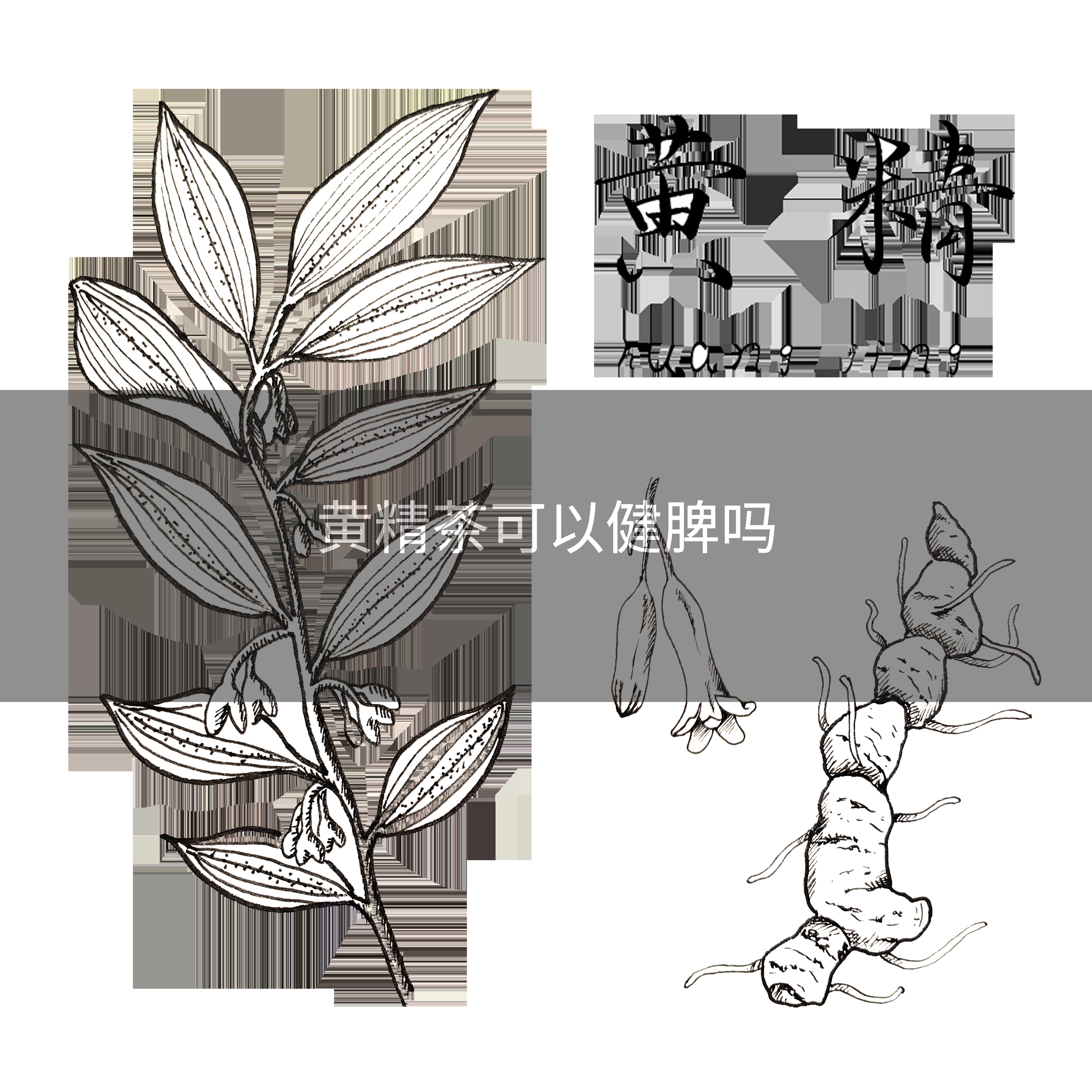 黄精茶可以健脾吗