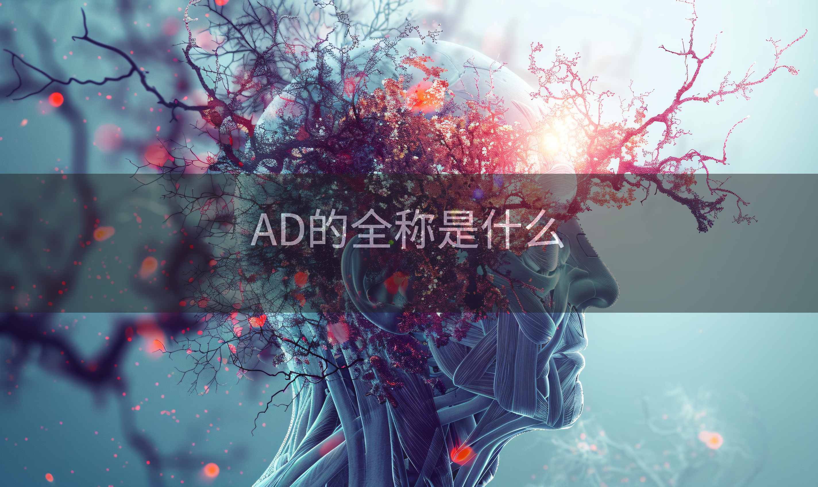 AD的全称是什么