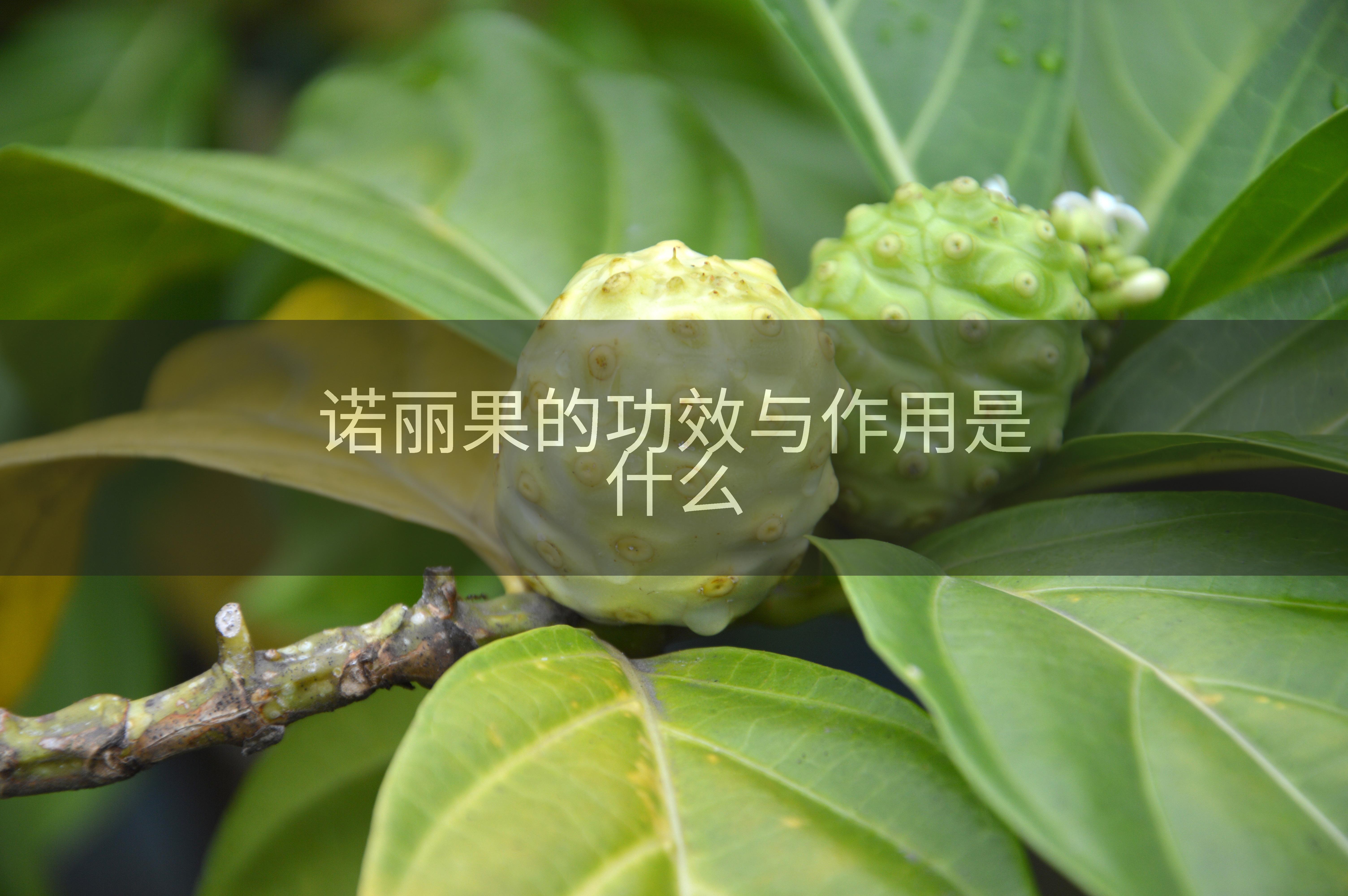 诺丽果的功效与作用是什么