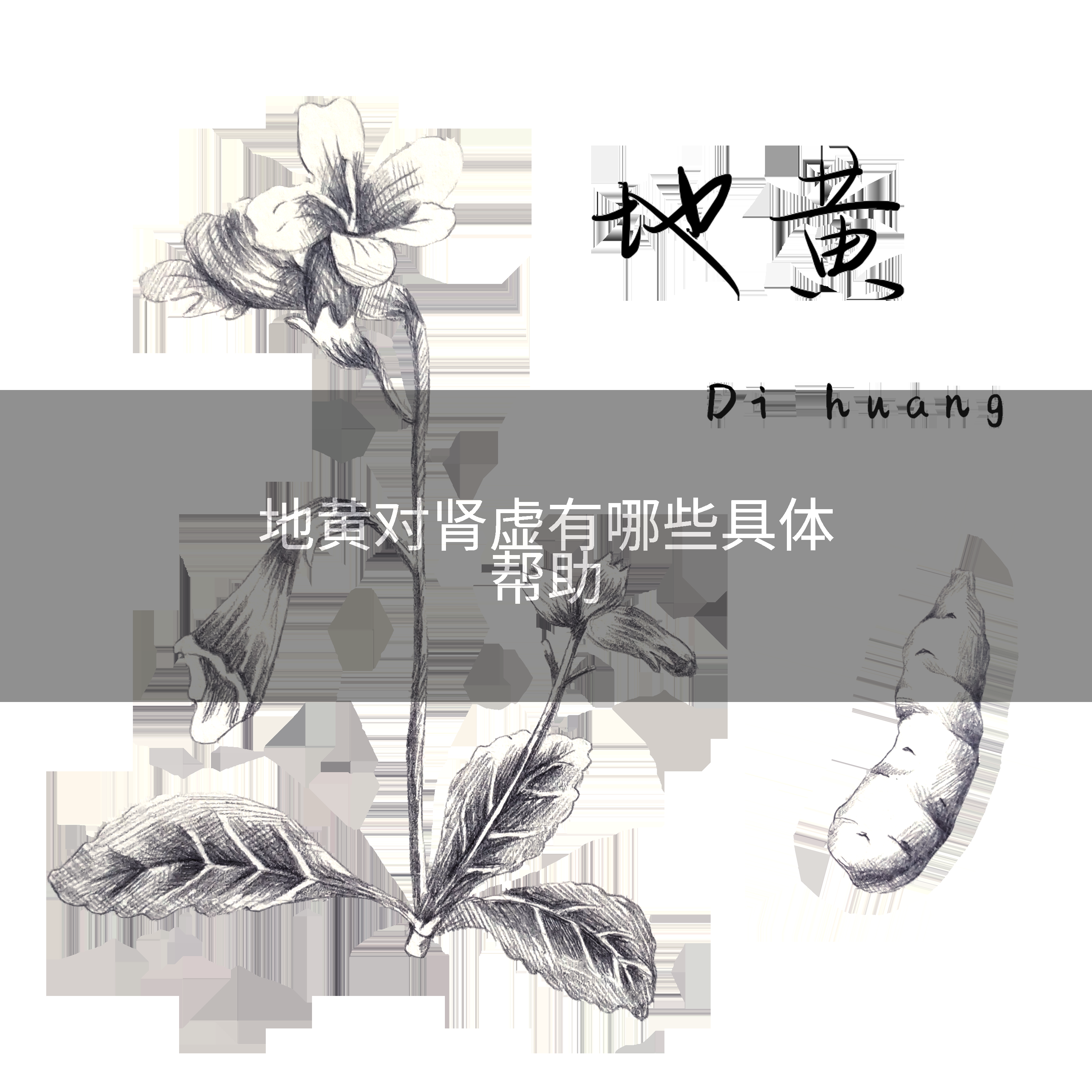 地黄对肾虚有哪些具体帮助
