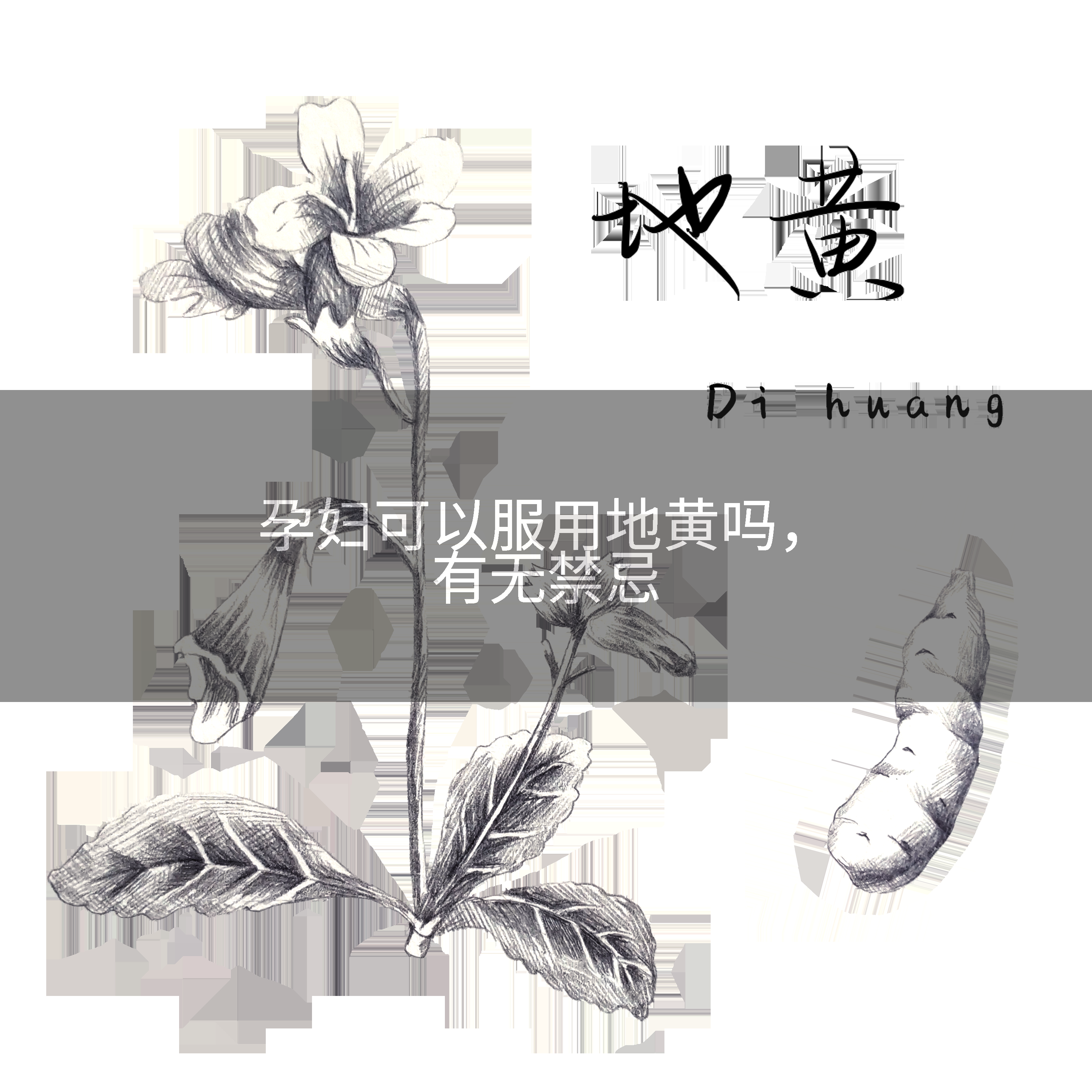 孕妇可以服用地黄吗，有无禁忌