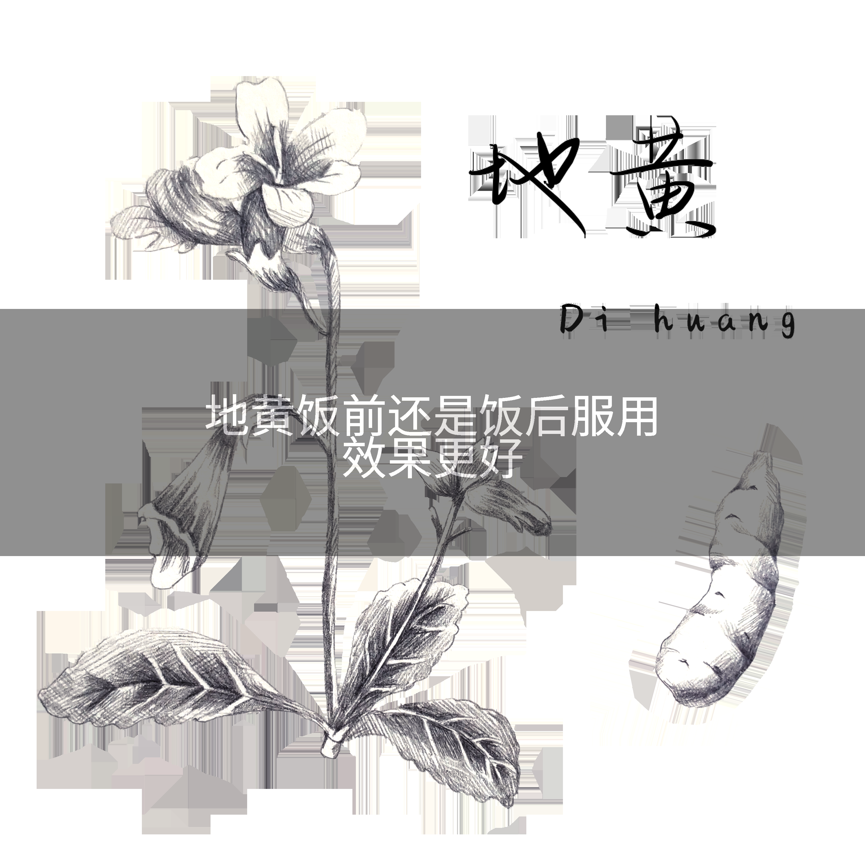 地黄饭前还是饭后服用效果更好