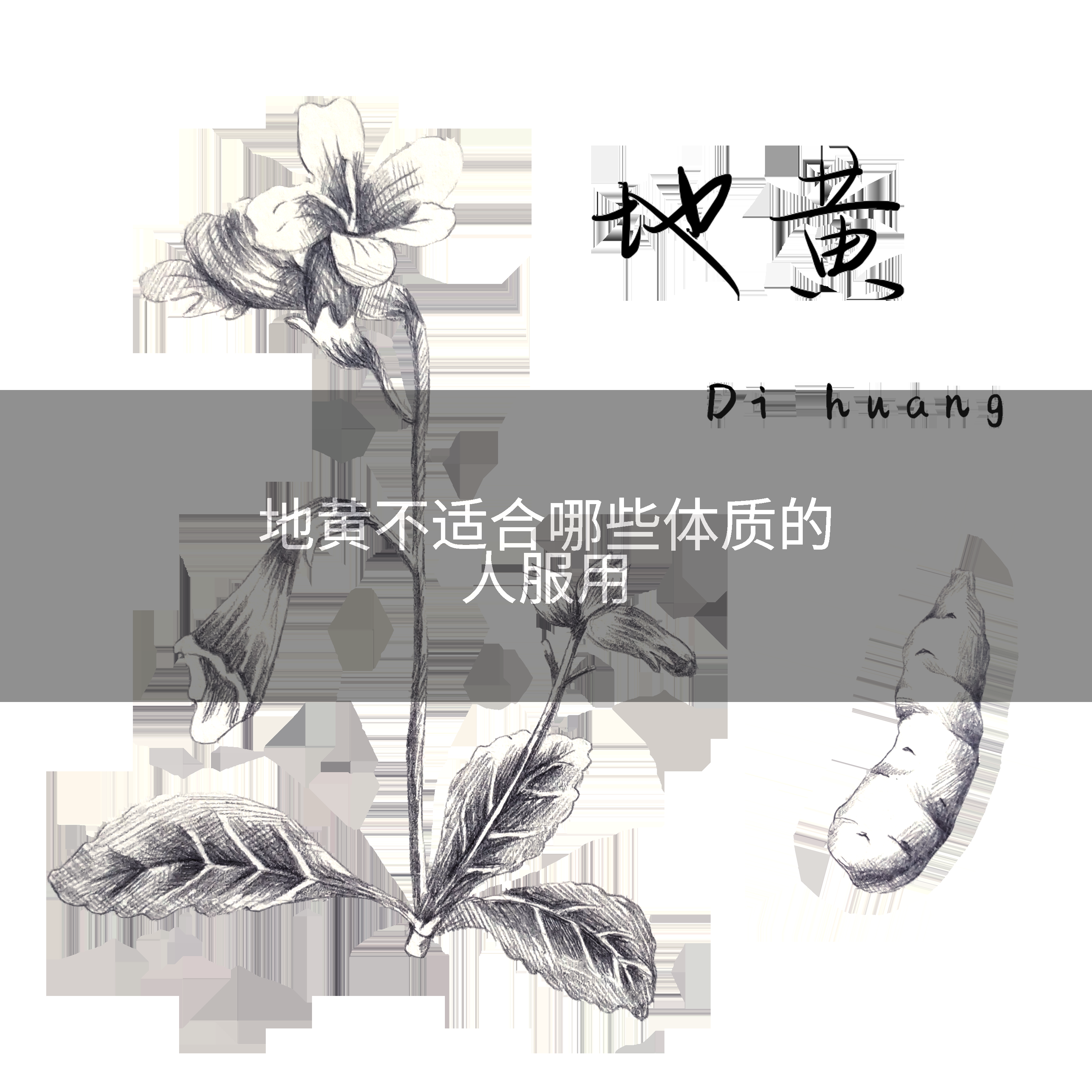 地黄不适合哪些体质的人服用