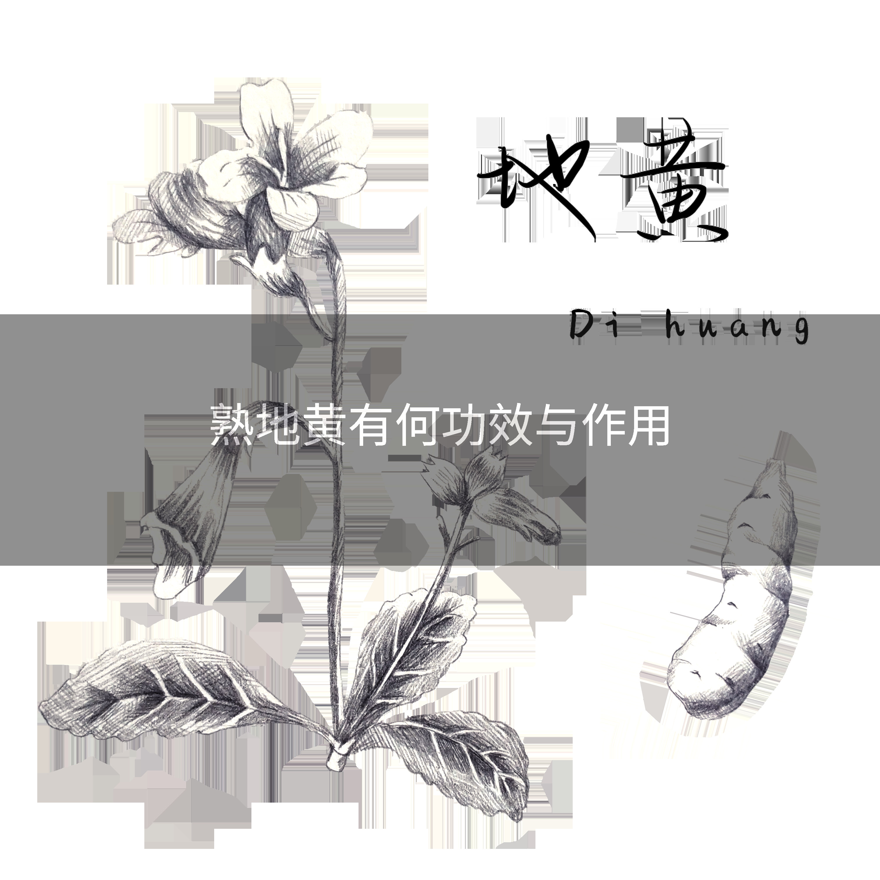 熟地黄有何功效与作用