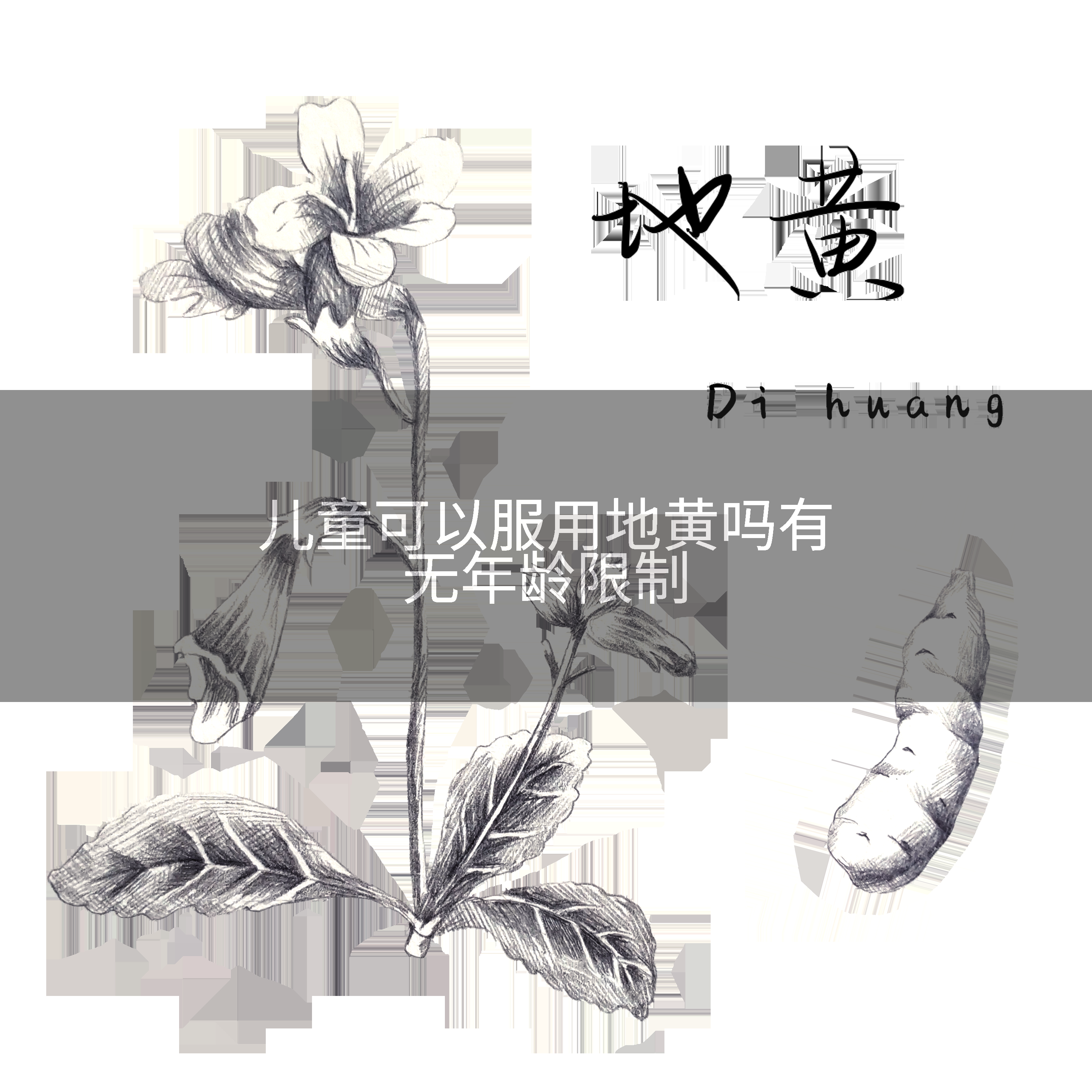儿童可以服用地黄吗有无年龄限制