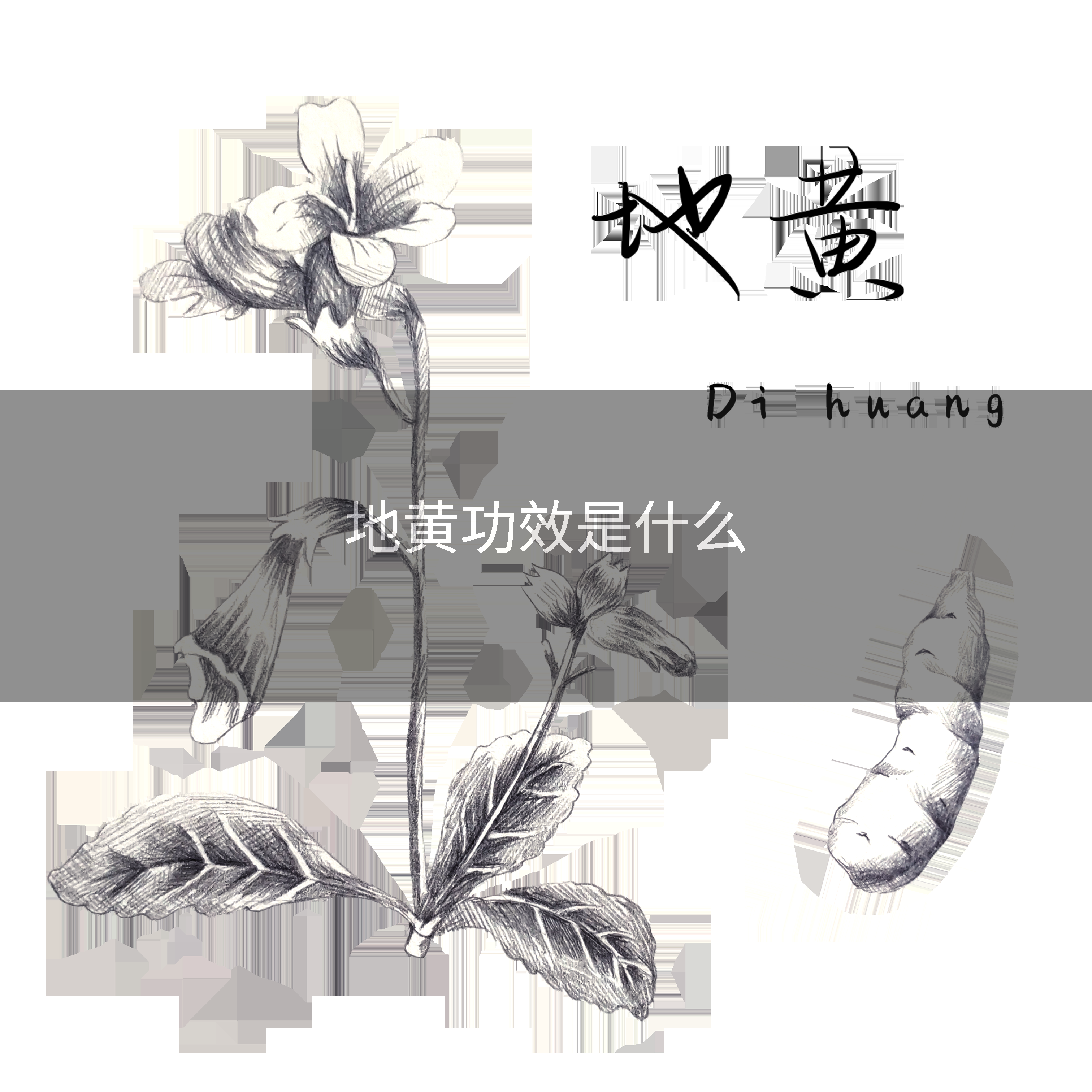 地黄功效是什么