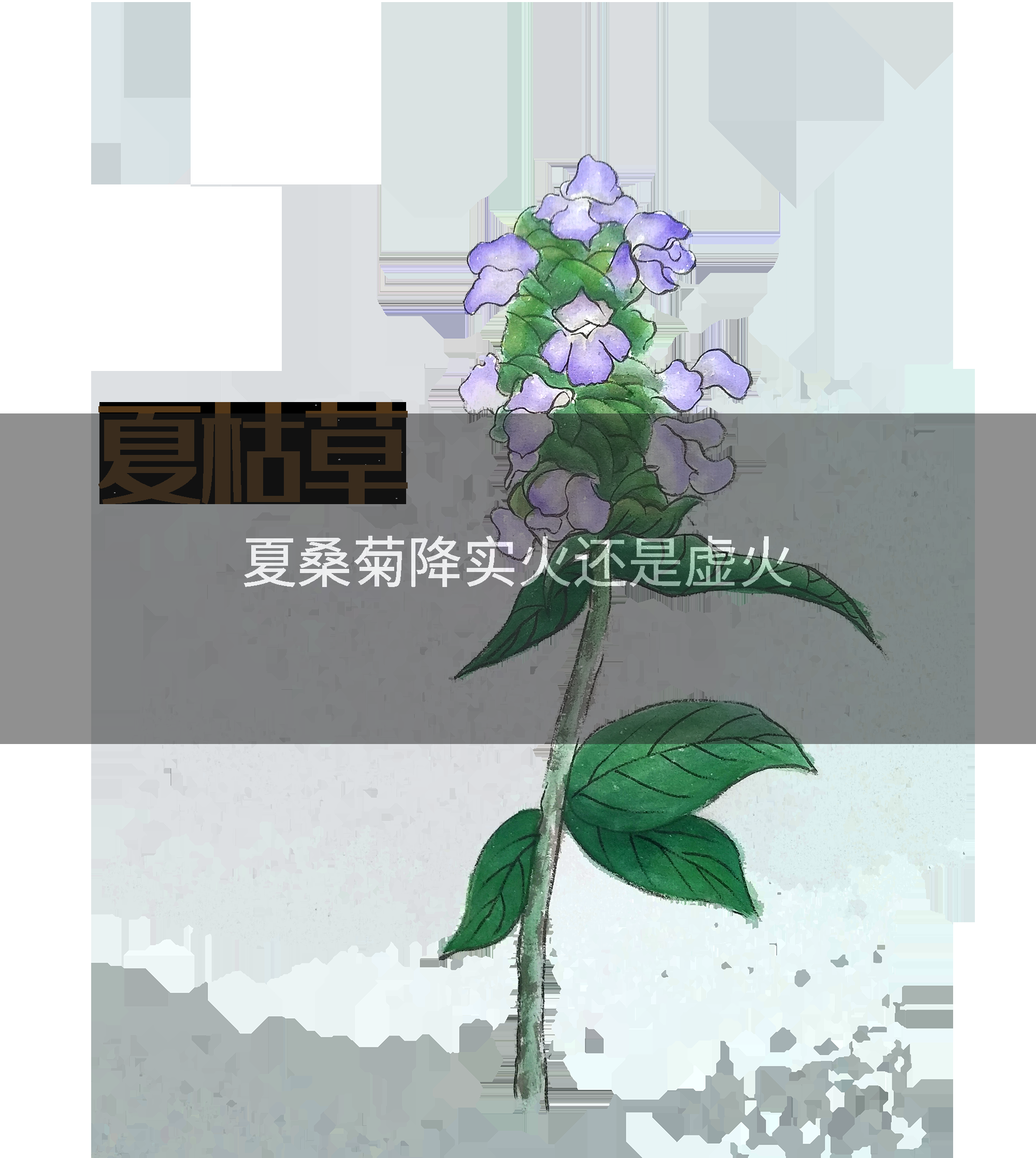 夏桑菊降实火还是虚火