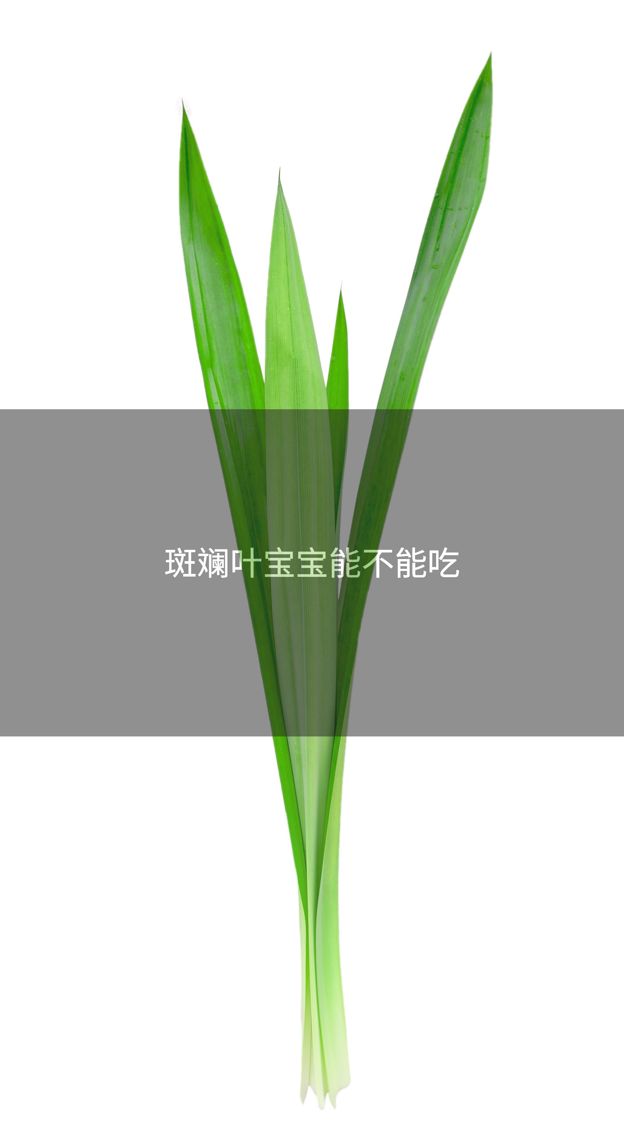 斑斓叶宝宝能不能吃