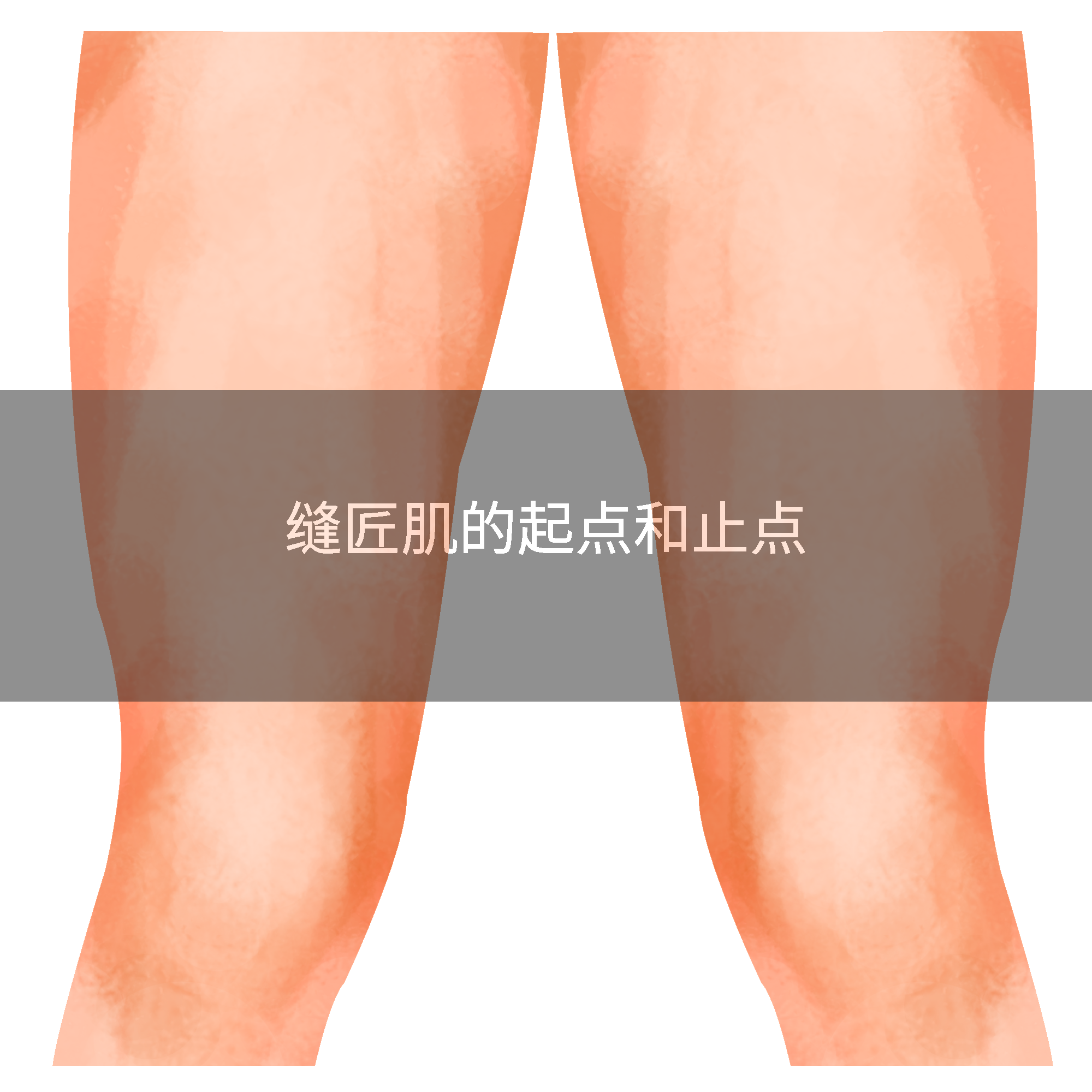 缝匠肌的起点和止点