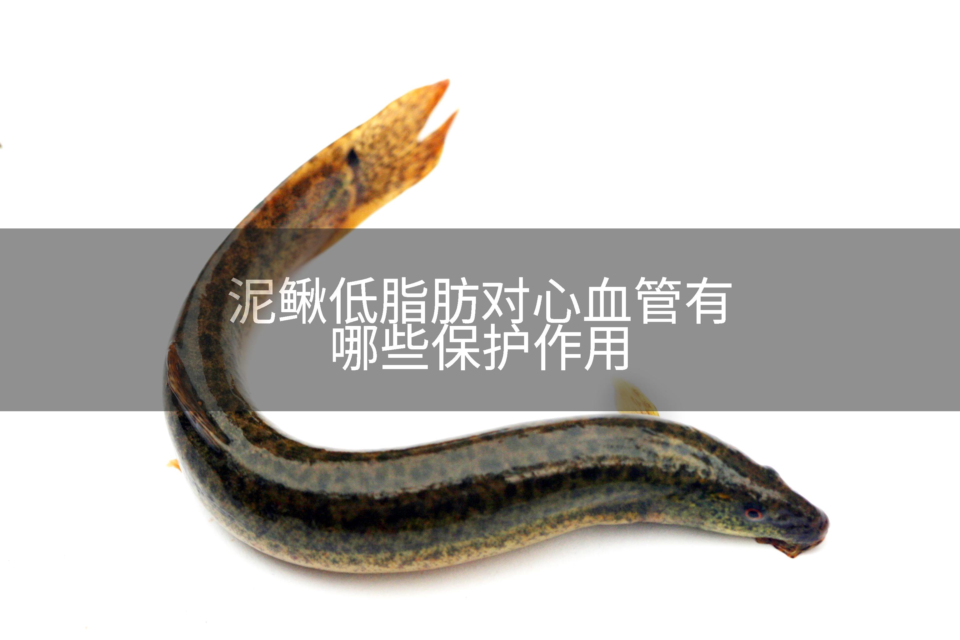 泥鳅低脂肪对心血管有哪些保护作用