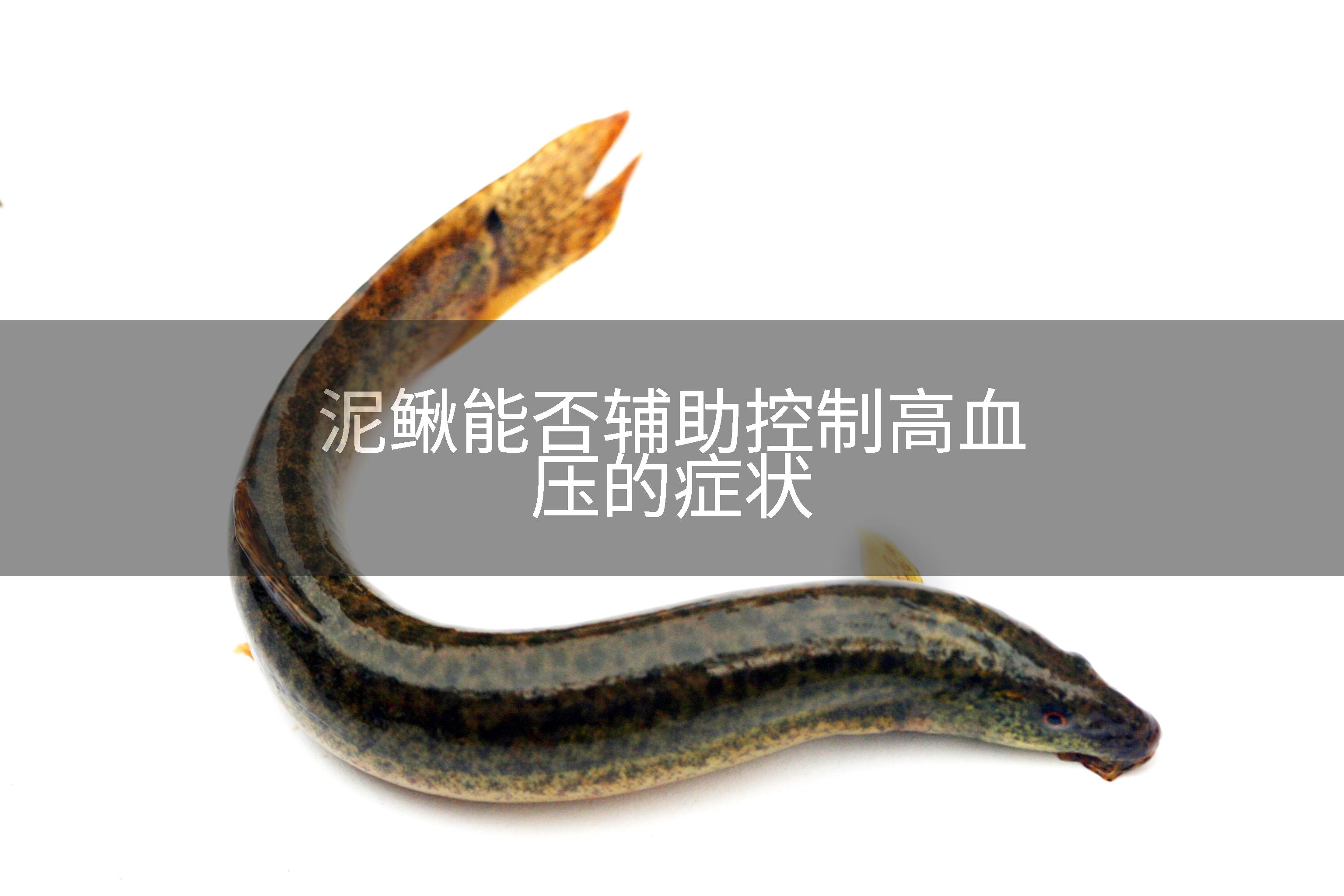 泥鳅能否辅助控制高血压的症状
