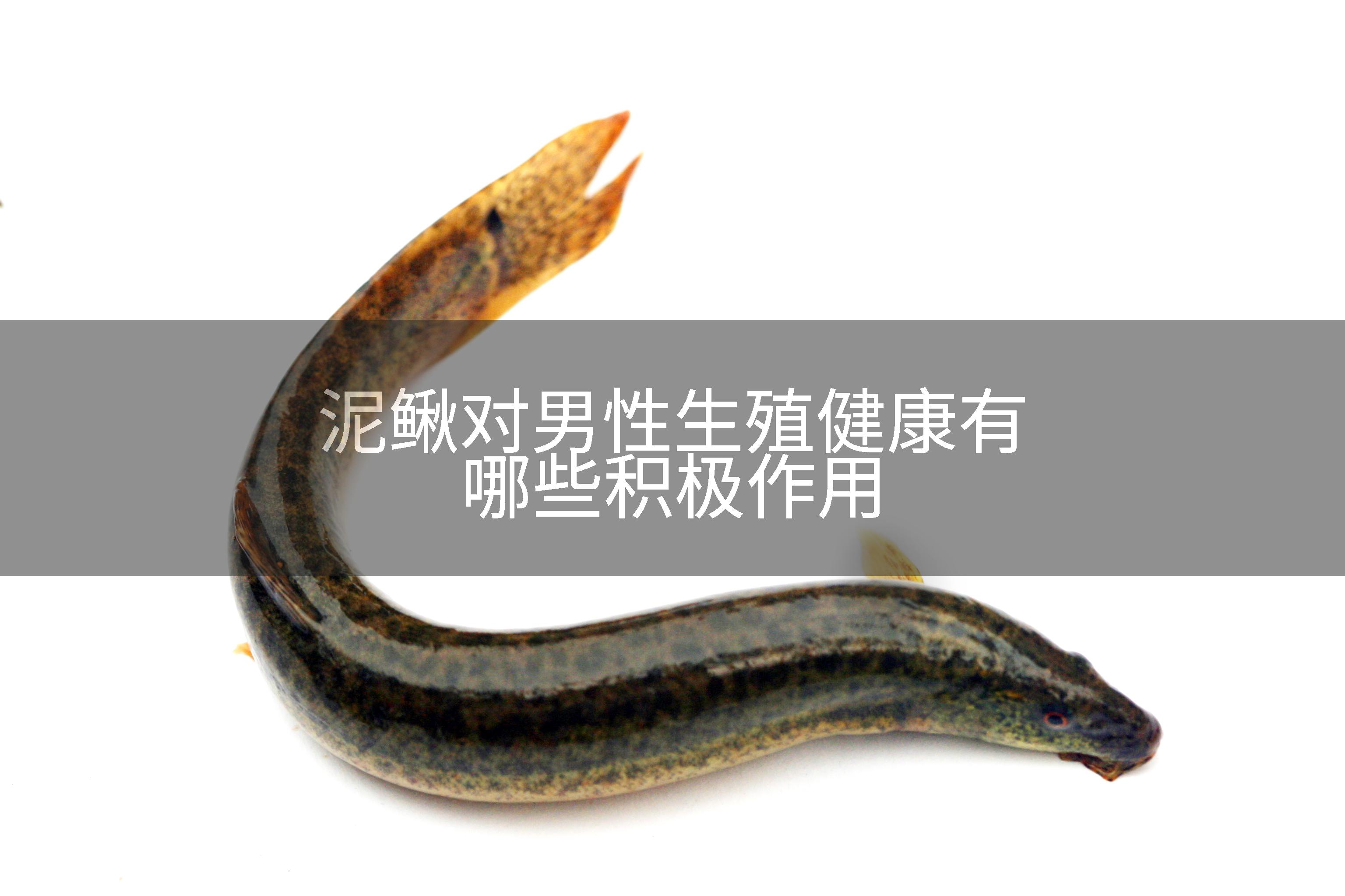 泥鳅对男性生殖健康有哪些积极作用