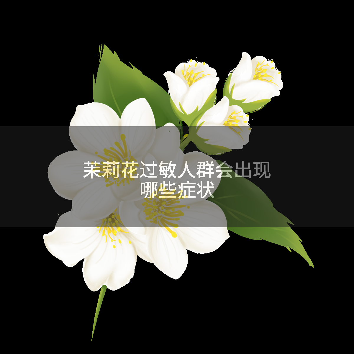 茉莉花过敏人群会出现哪些症状