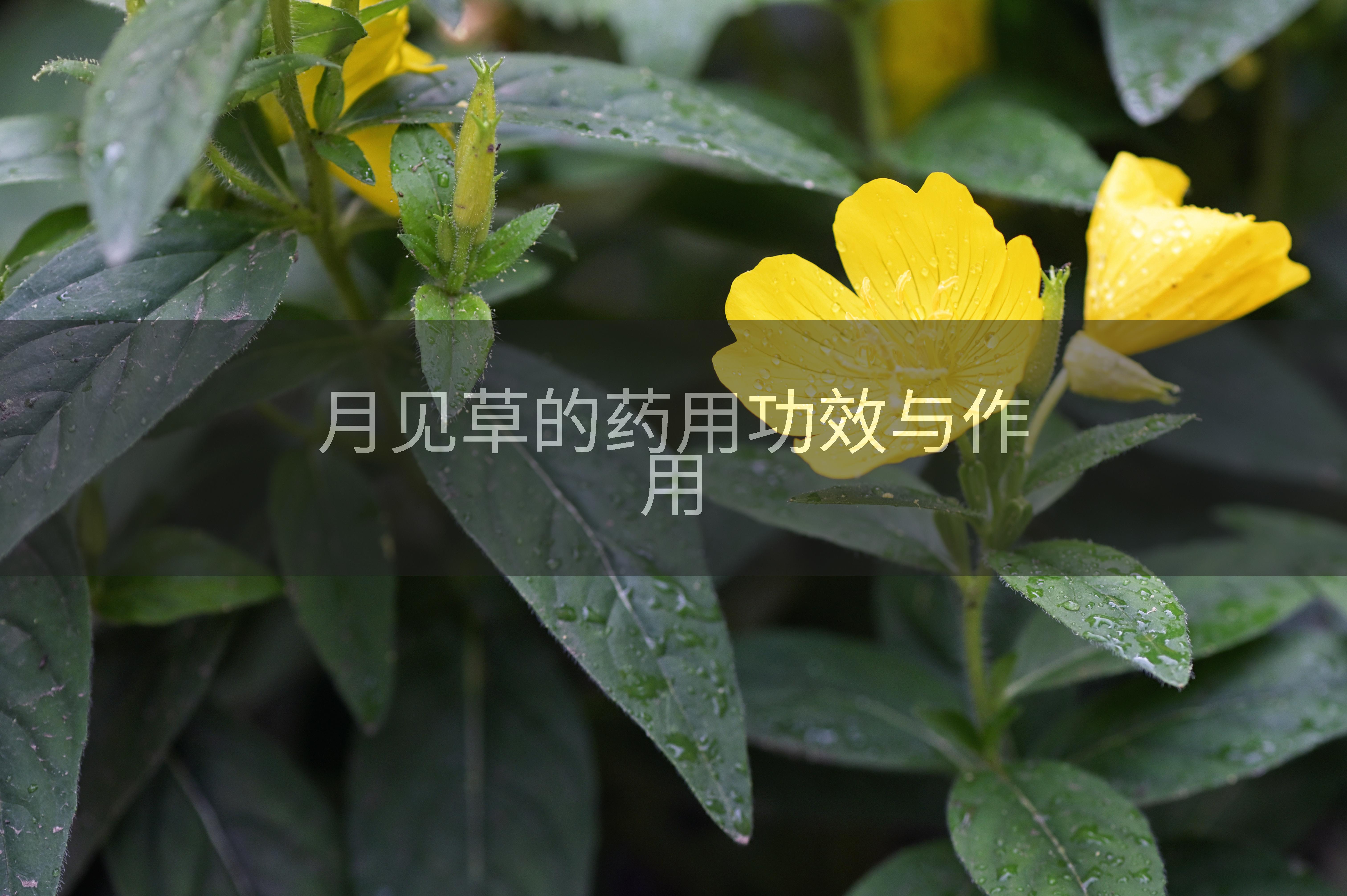 月见草的药用功效与作用