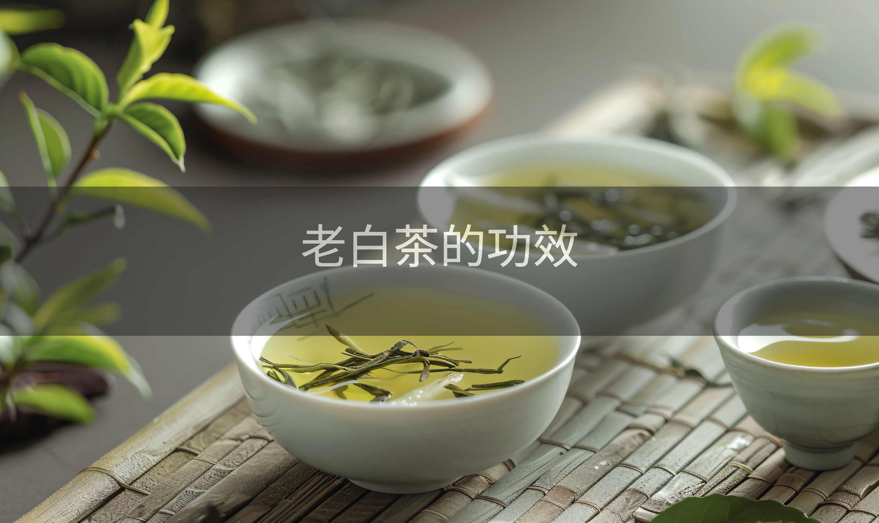 老白茶的功效