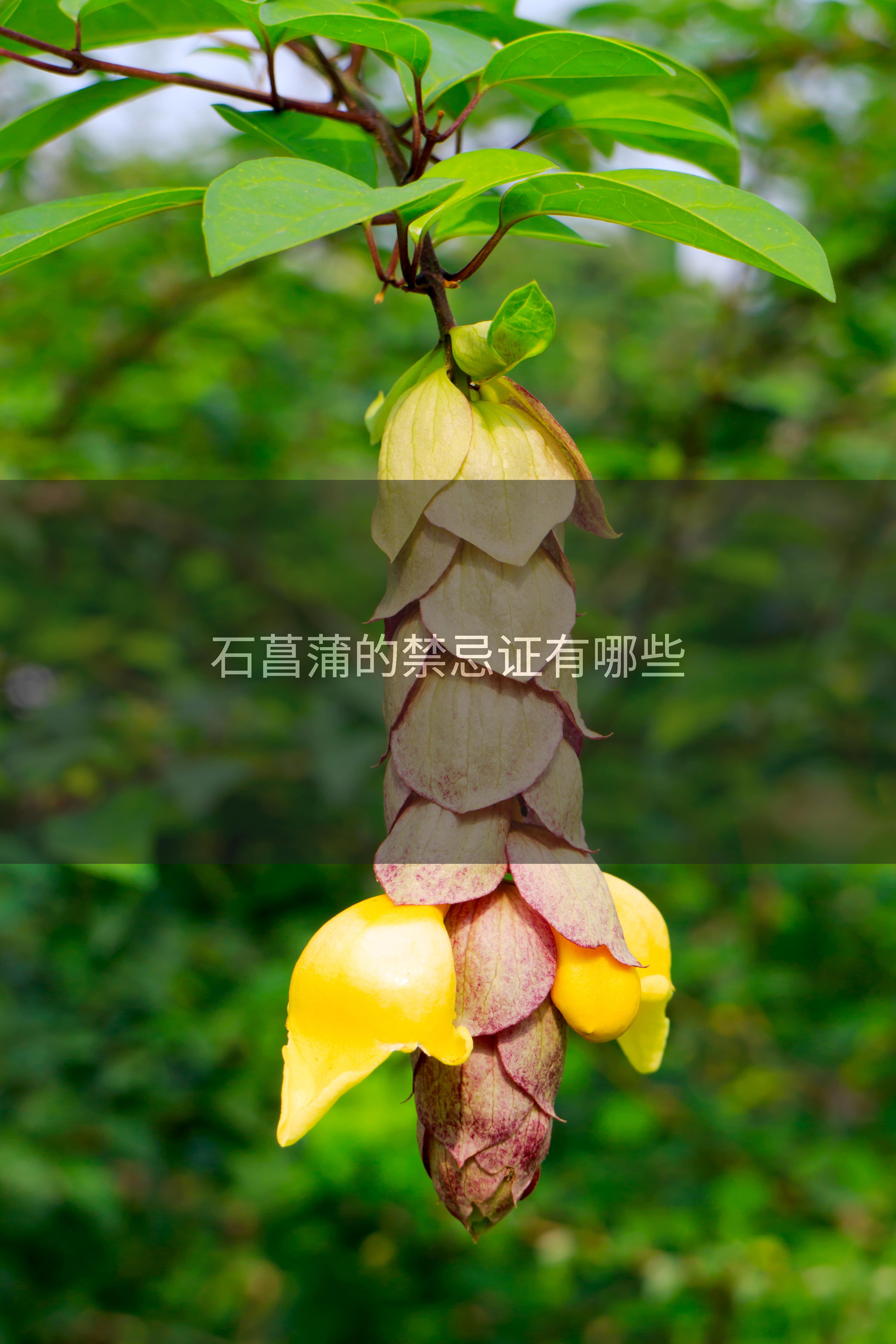 石菖蒲的禁忌证有哪些