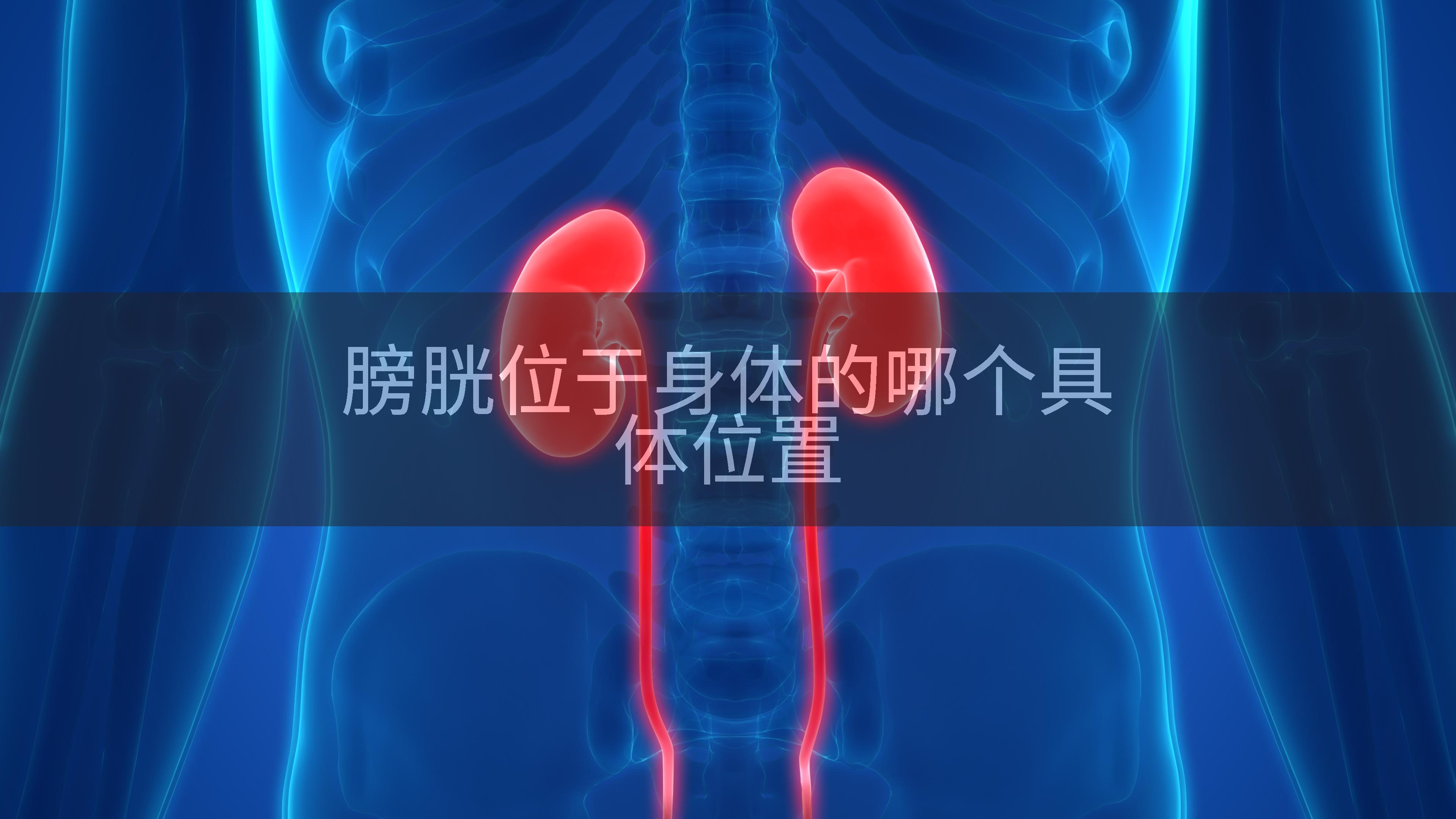 膀胱位于身体的哪个具体位置