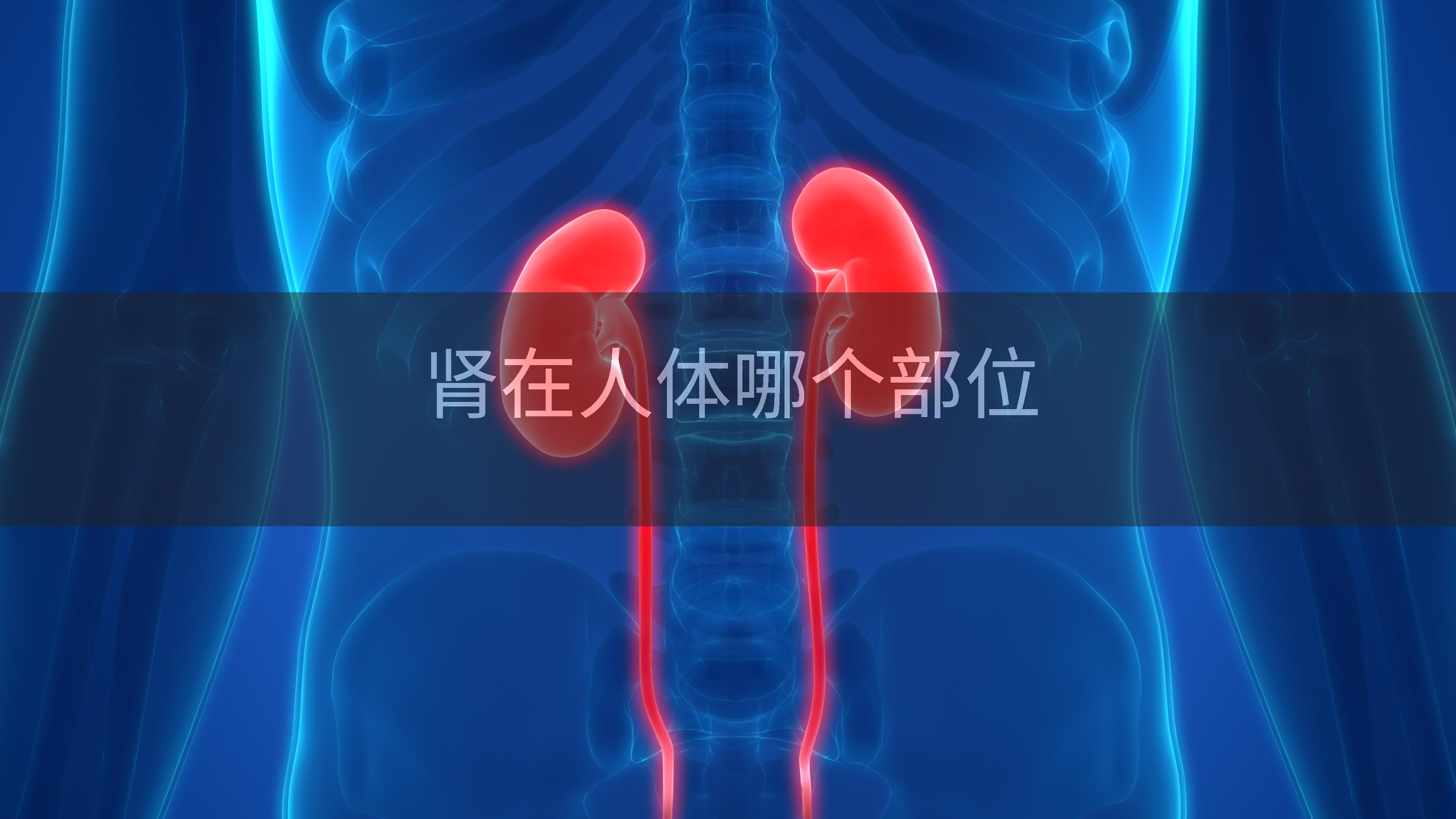 肾在人体哪个部位