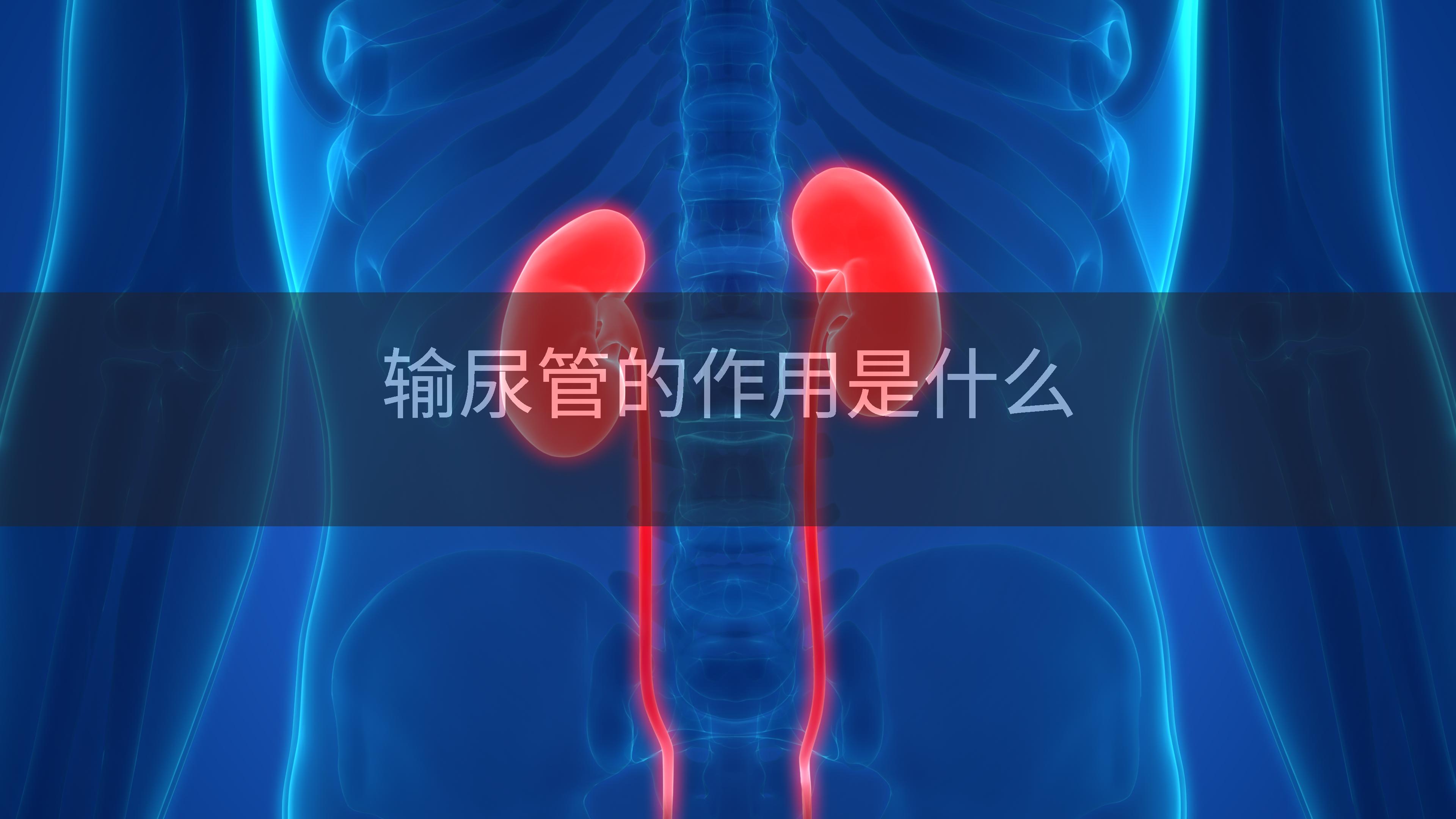 输尿管的作用是什么