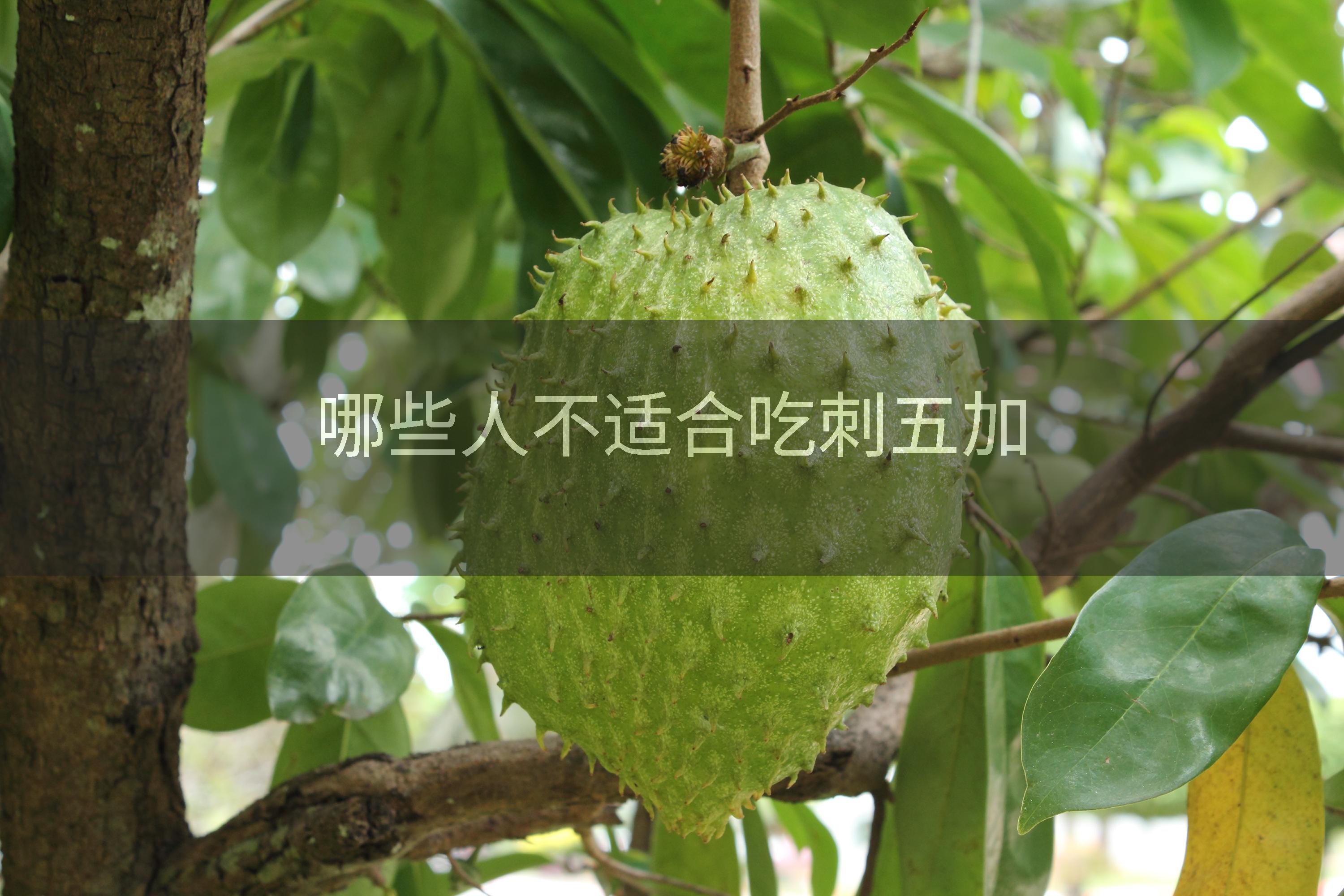 哪些人不适合吃刺五加