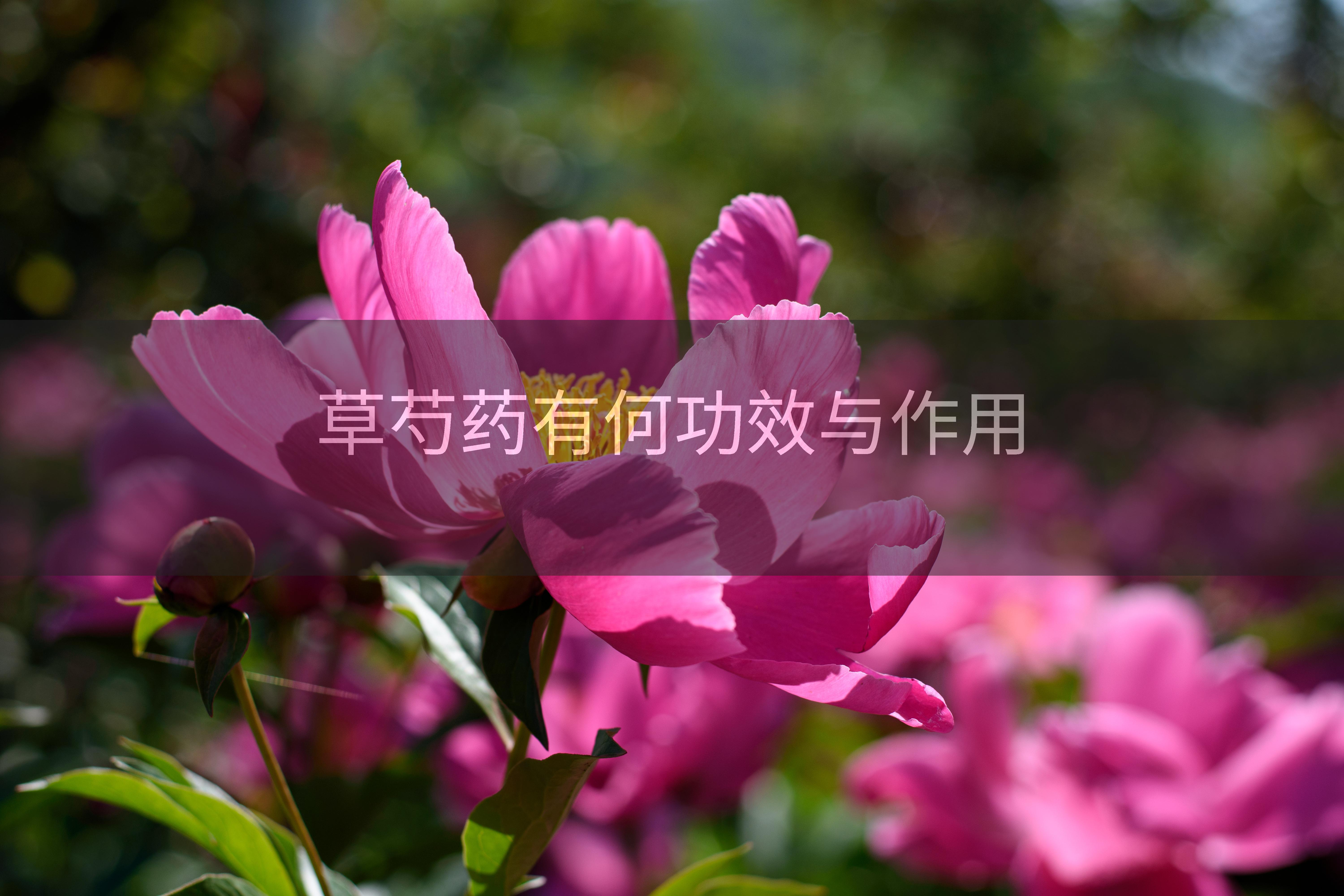 草芍药有何功效与作用