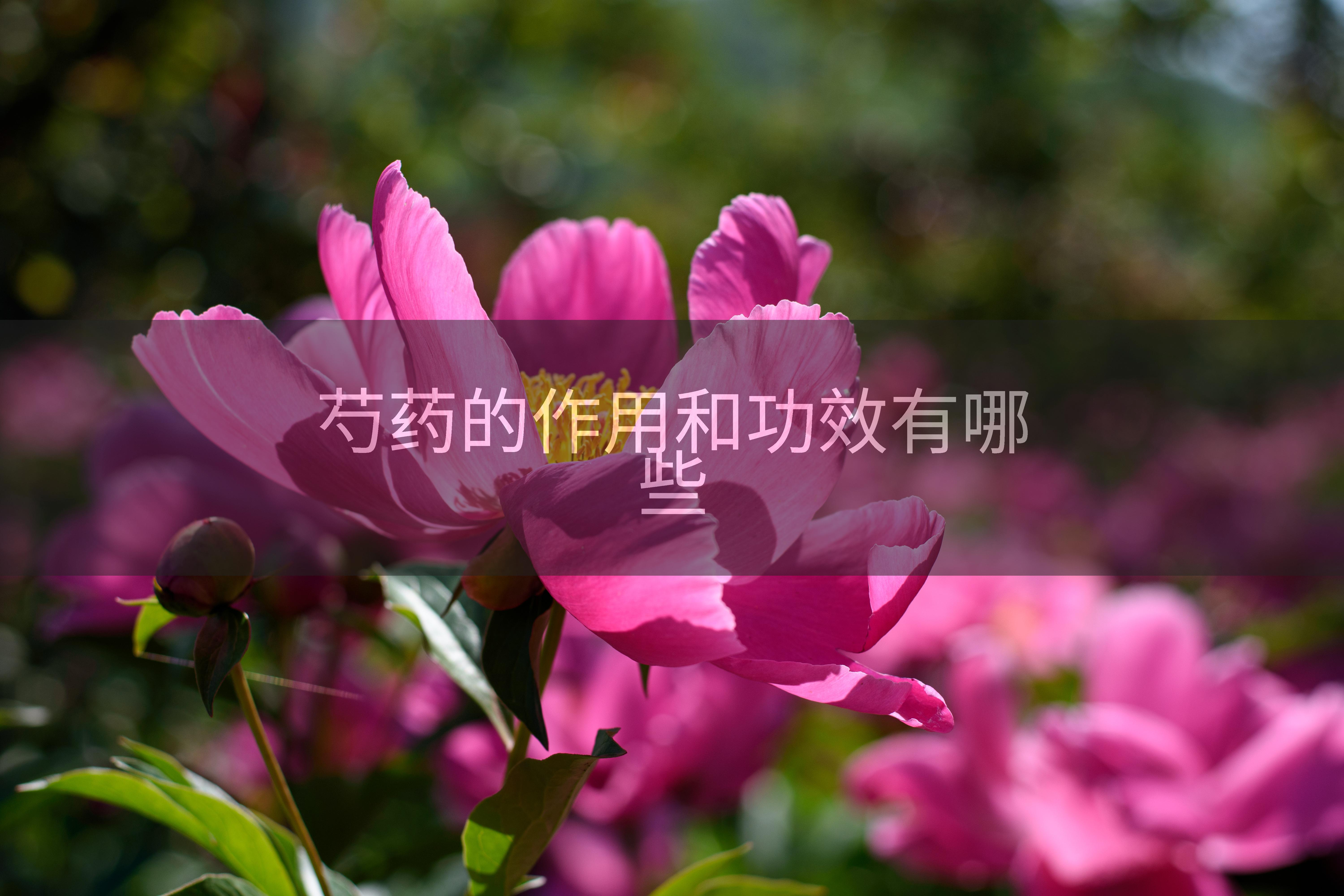 芍药的作用和功效有哪些