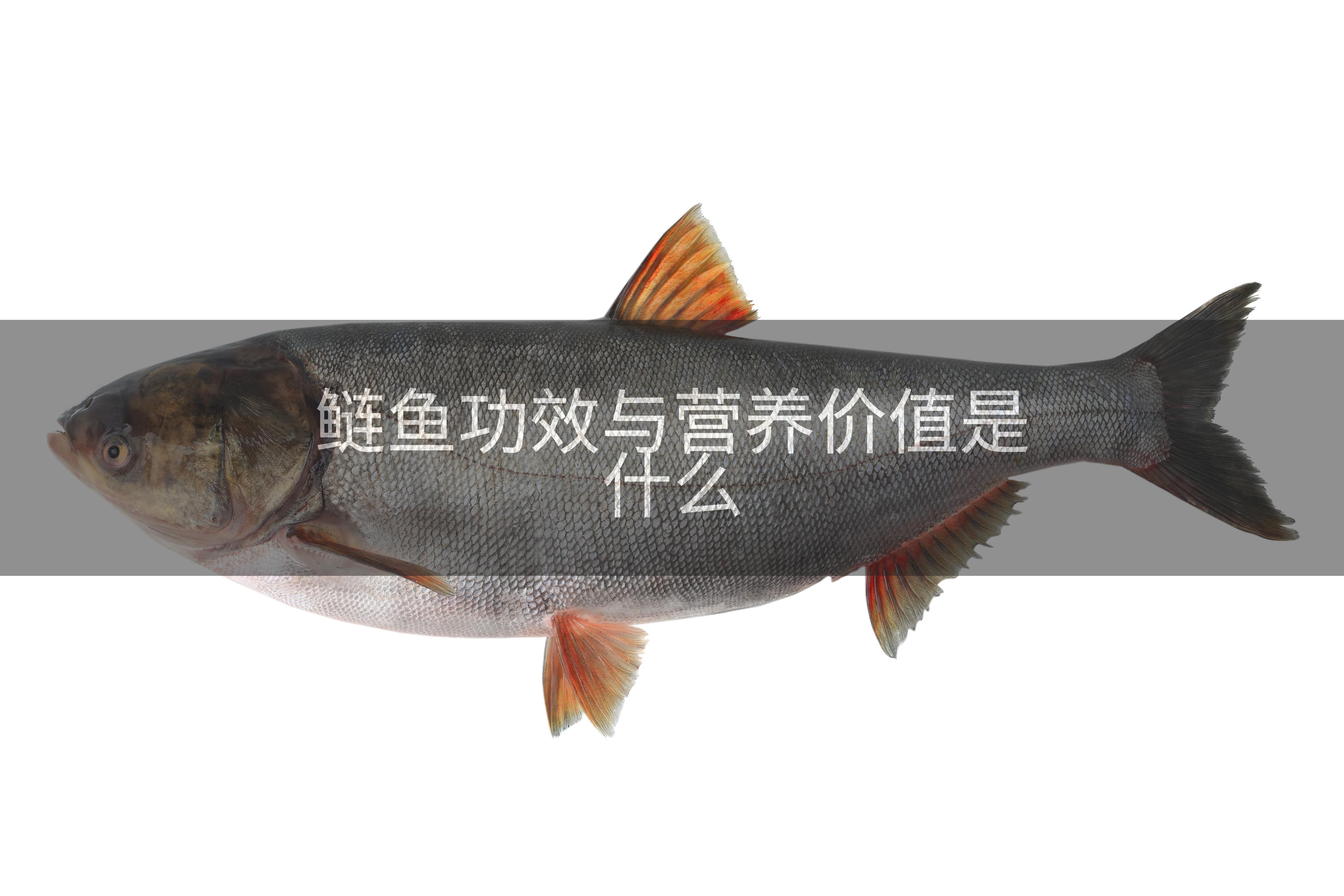 鲢鱼功效与营养价值是什么
