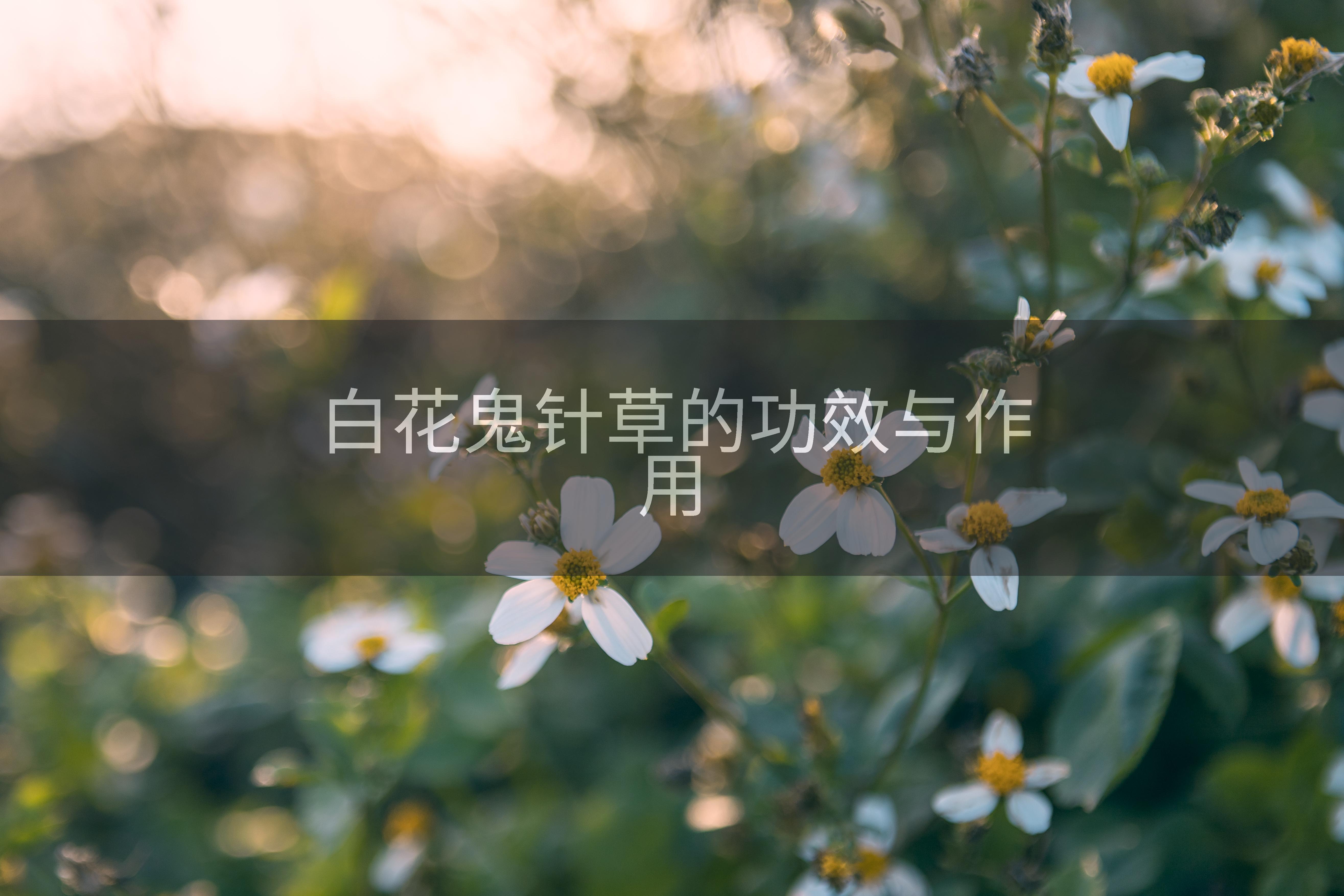 白花鬼针草的功效与作用