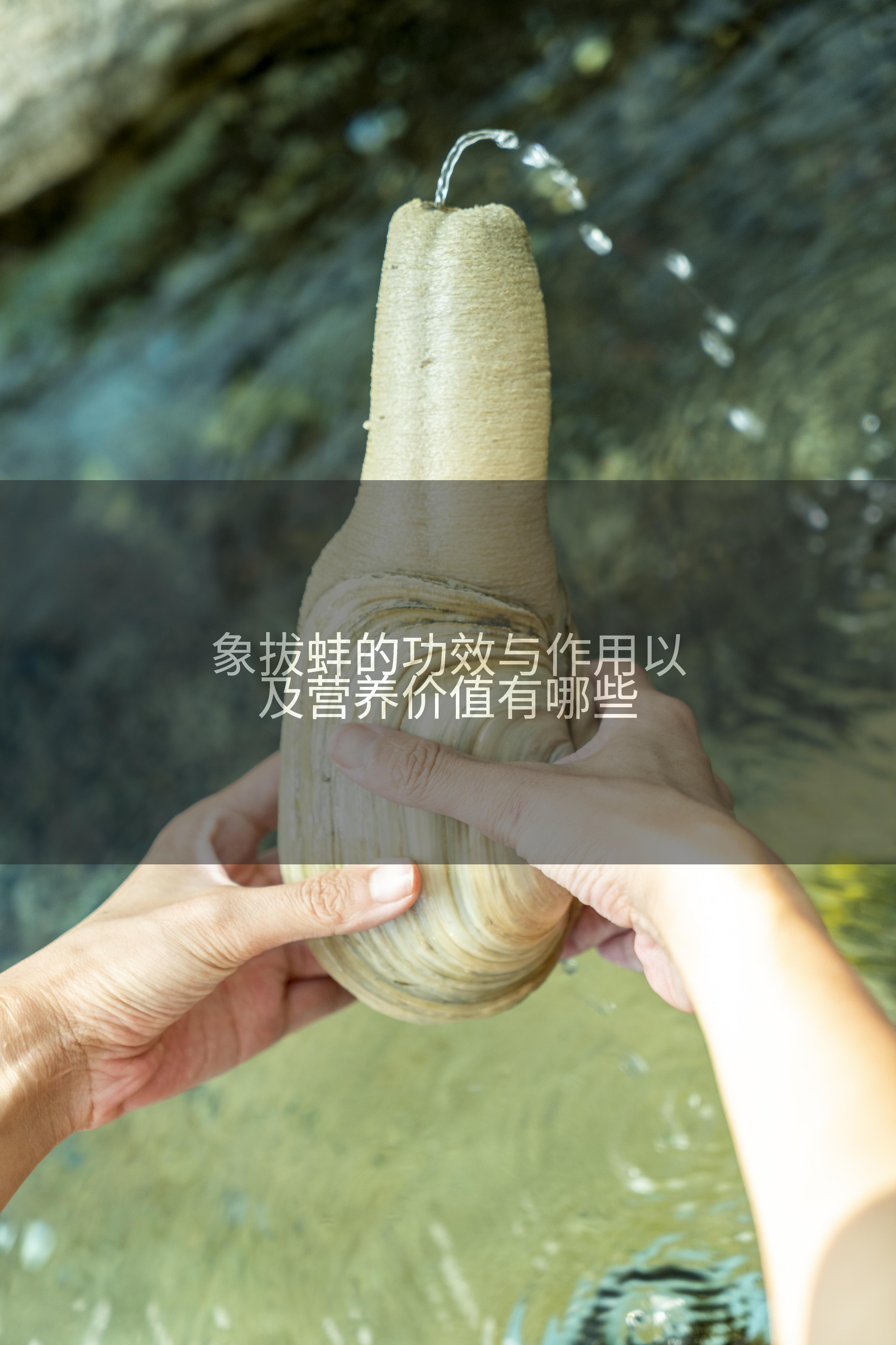 象拔蚌的功效与作用以及营养价值有哪些