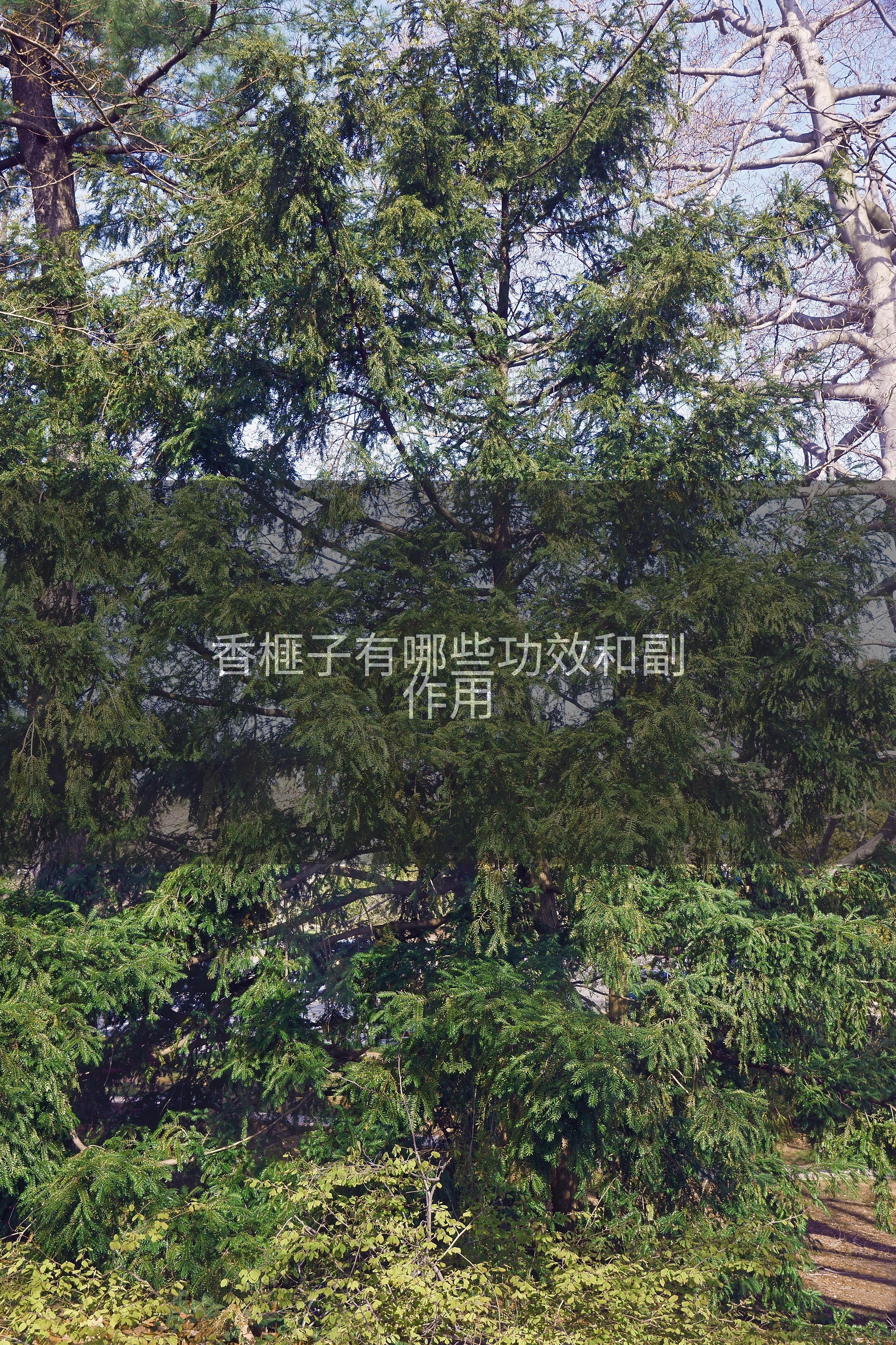 香榧子有哪些功效和副作用