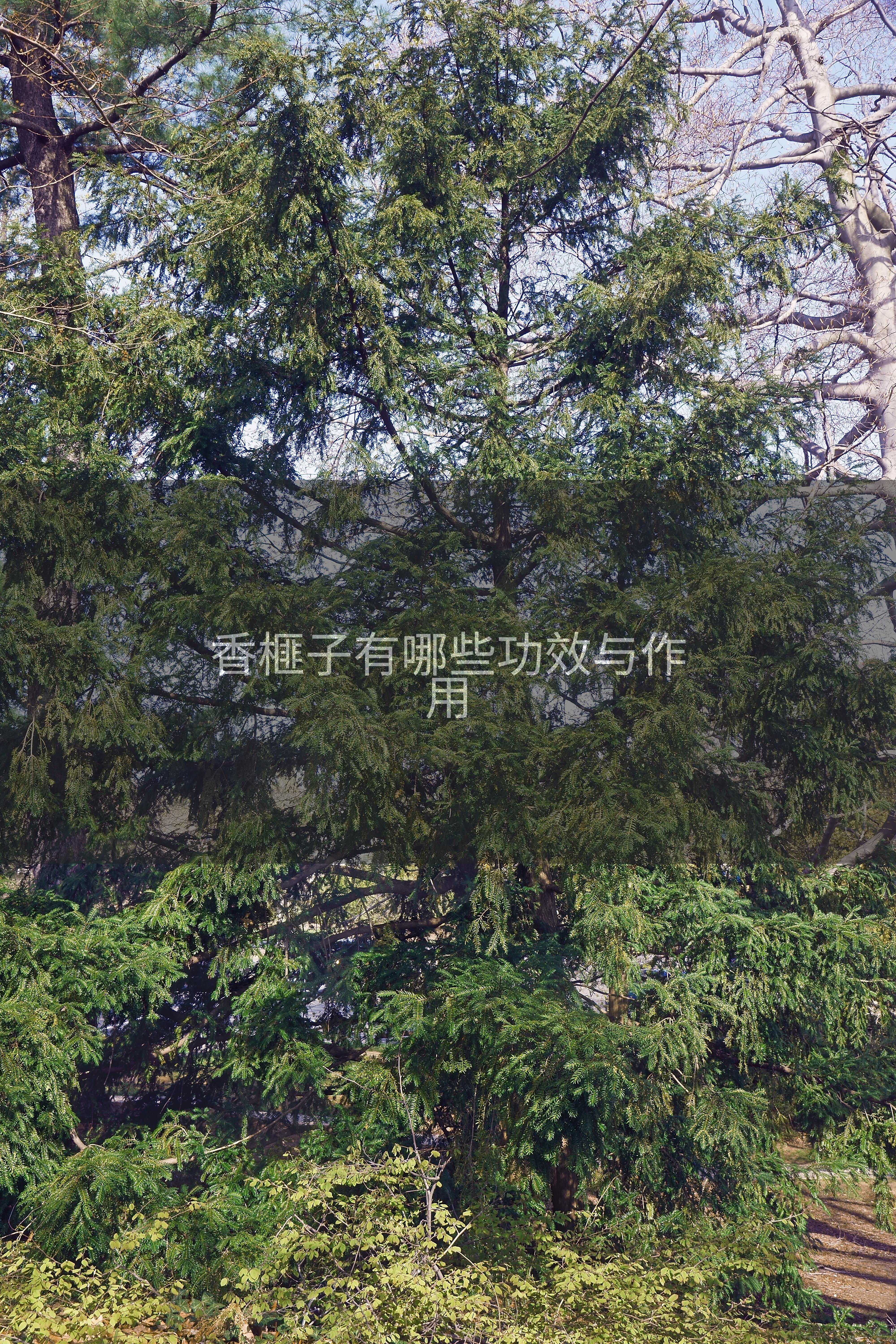 香榧子有哪些功效与作用