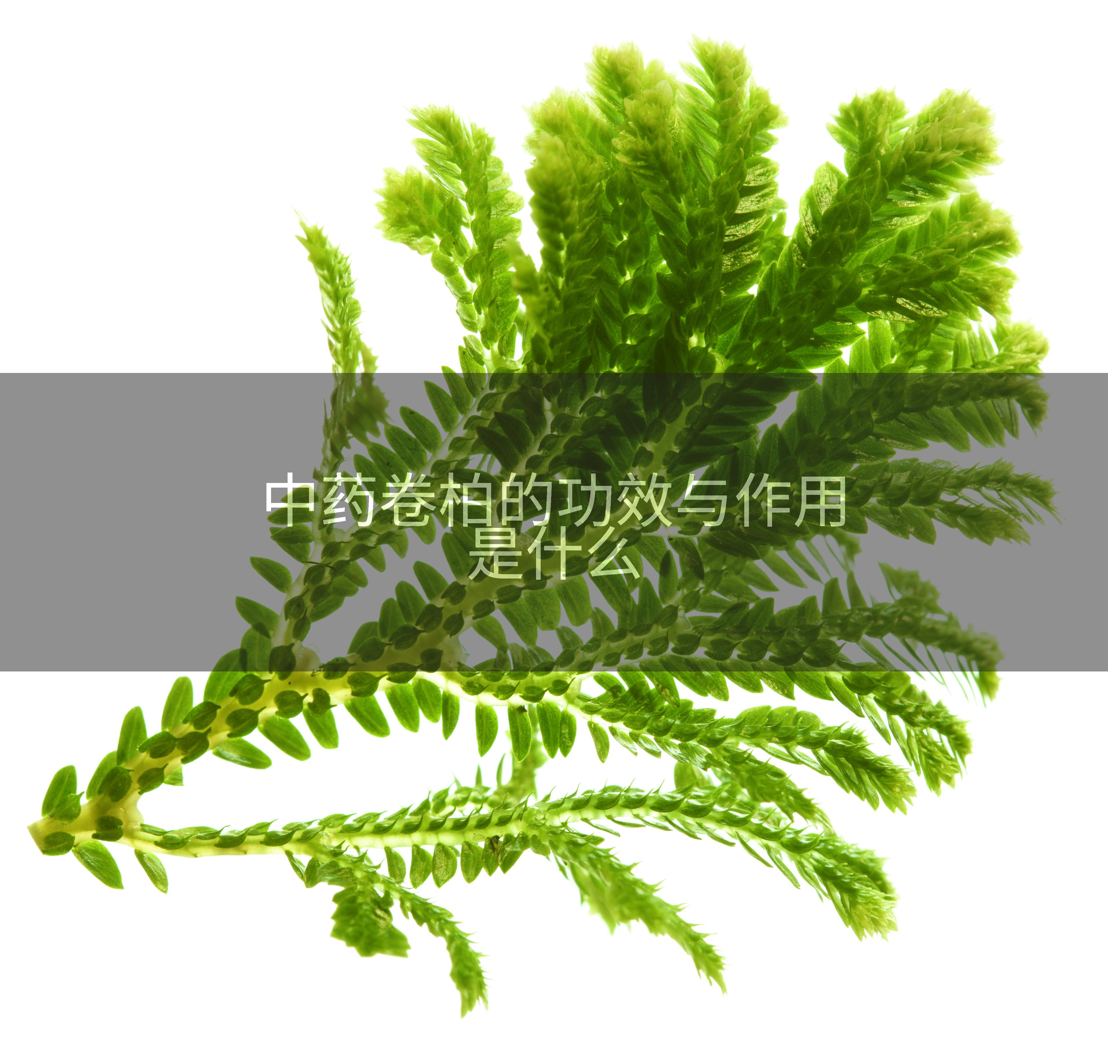 中药卷柏的功效与作用是什么