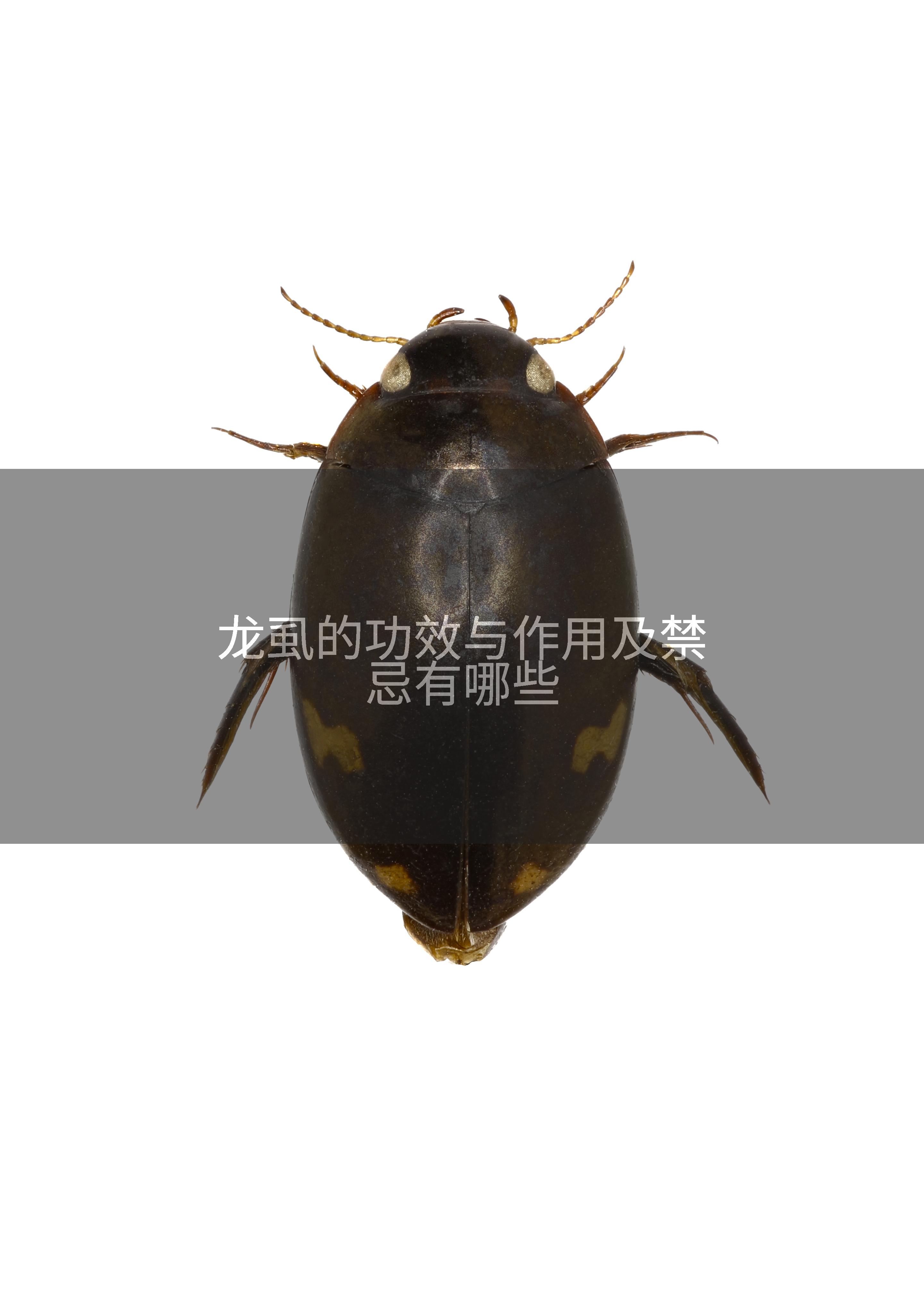 龙虱的功效与作用及禁忌有哪些