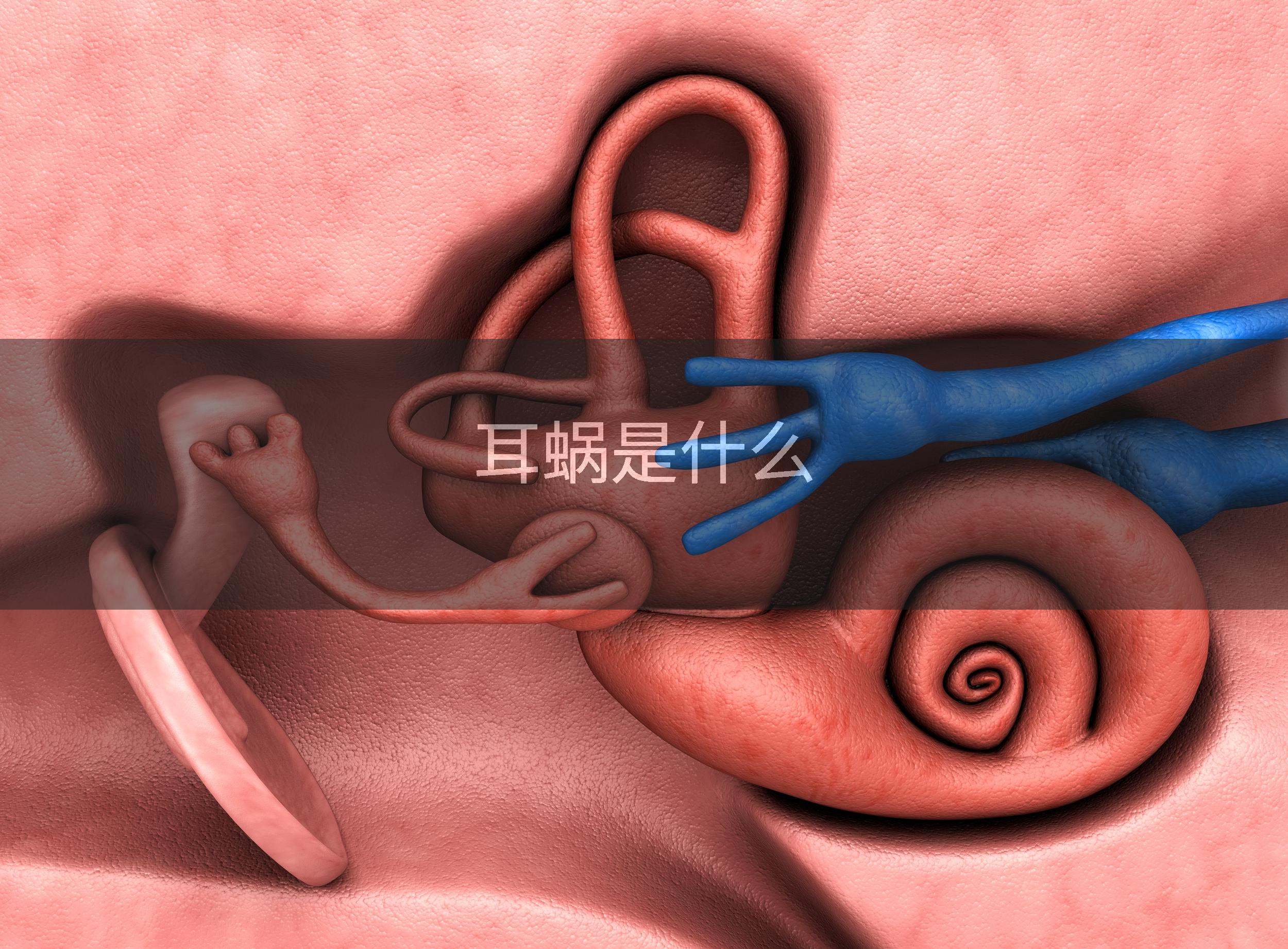 耳蜗是什么
