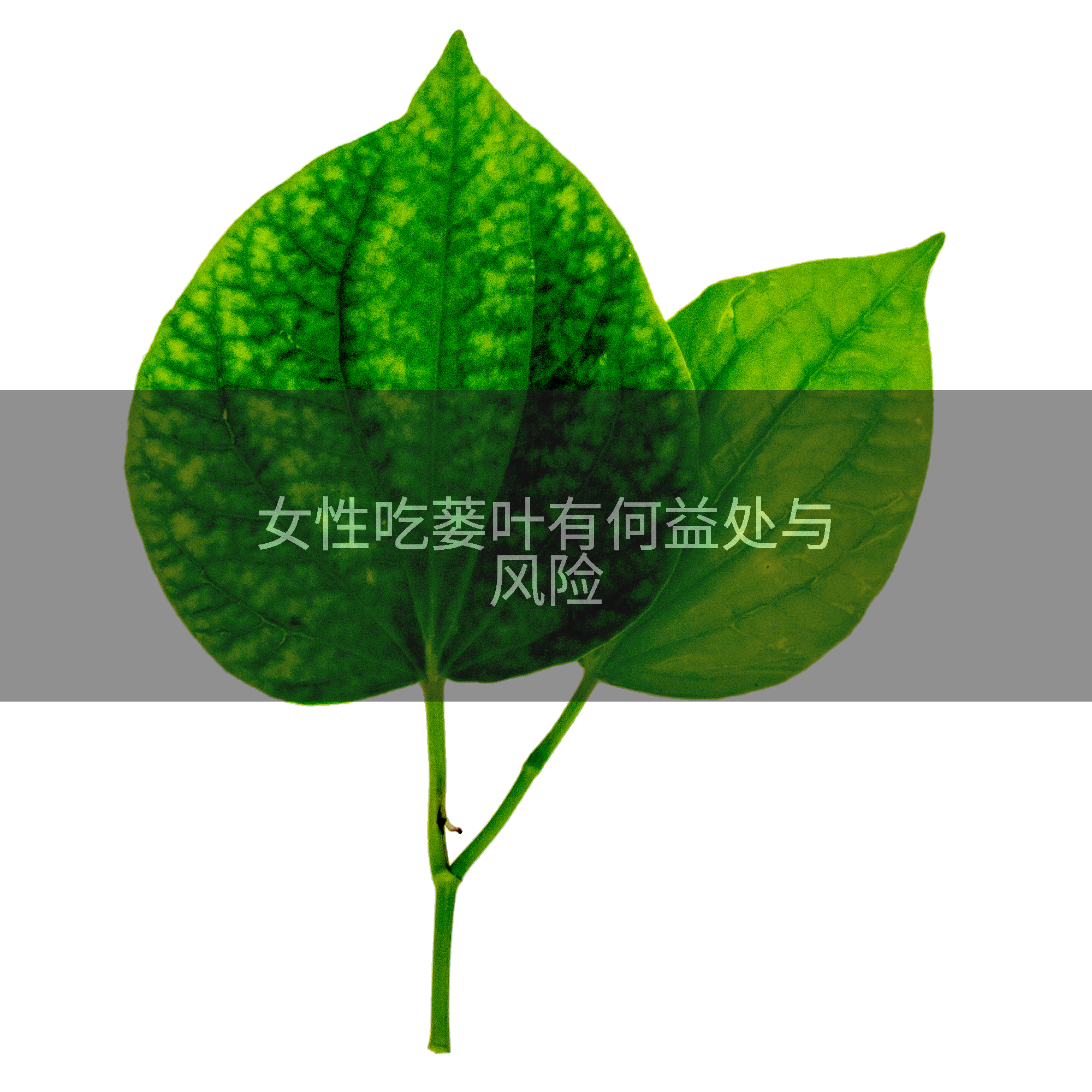 女性吃蒌叶有何益处与风险